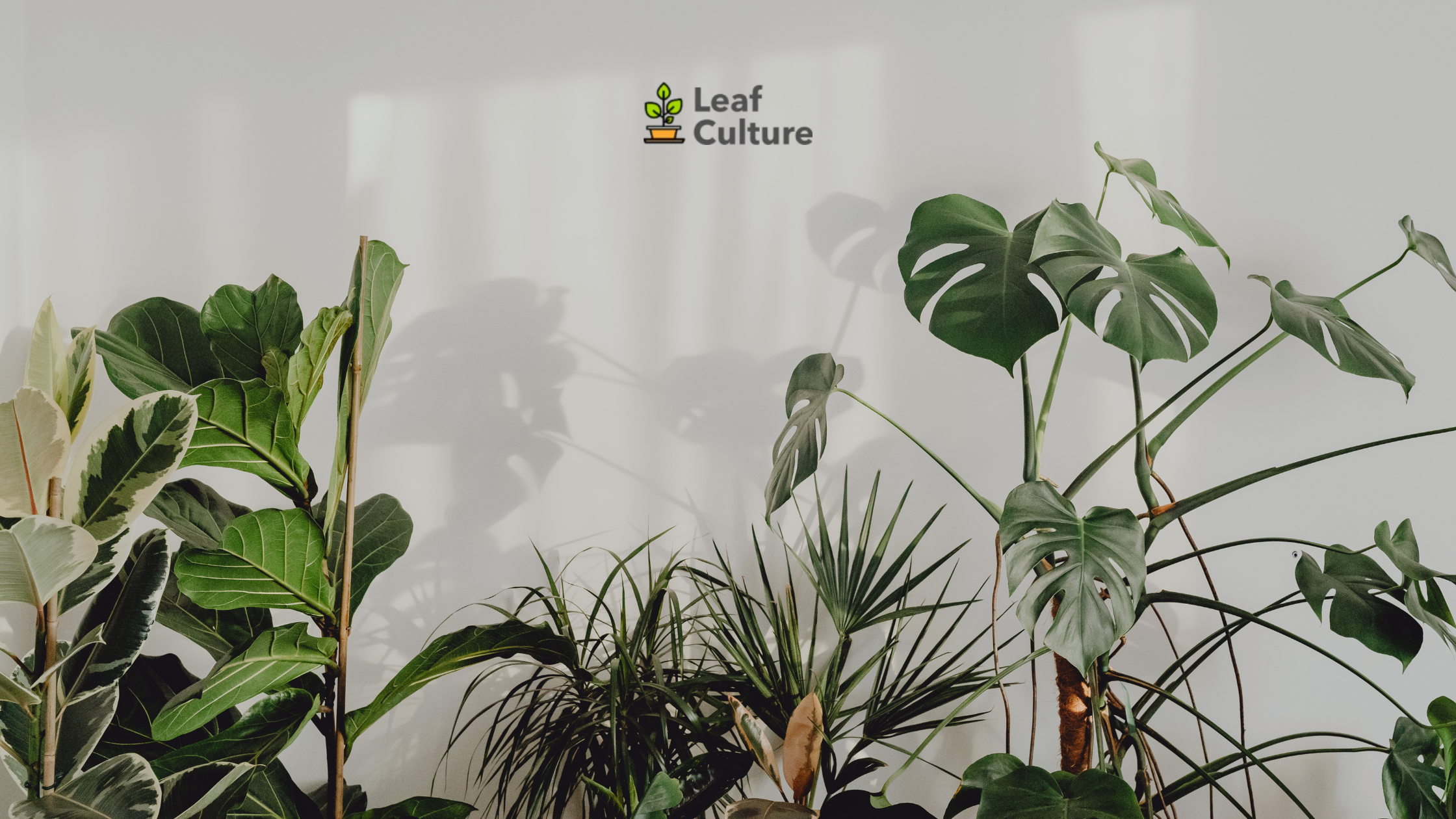 7 Fast-Growing Houseplants You'll Actually Notice  Leaf Culture