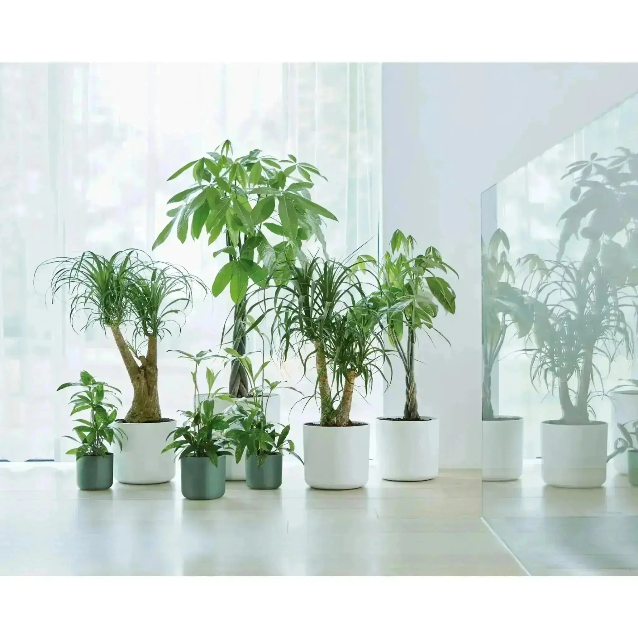 Growing-Your-Own-Indoor-Herbs-The-Ultimate-Starter-Guide Leaf Culture
