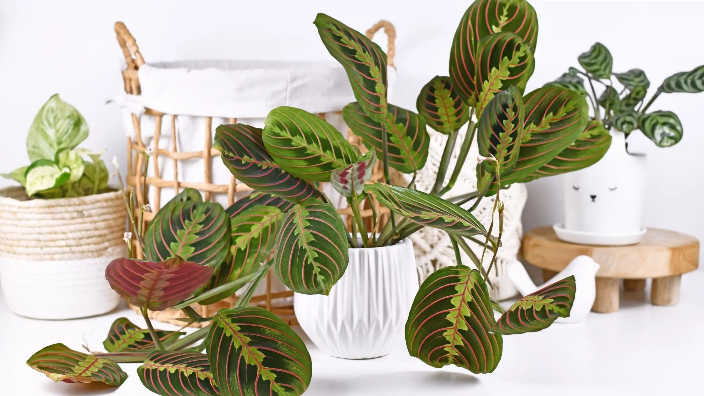 10 Houseplants That Are Dangerous For Your Dog - Leaf Culture