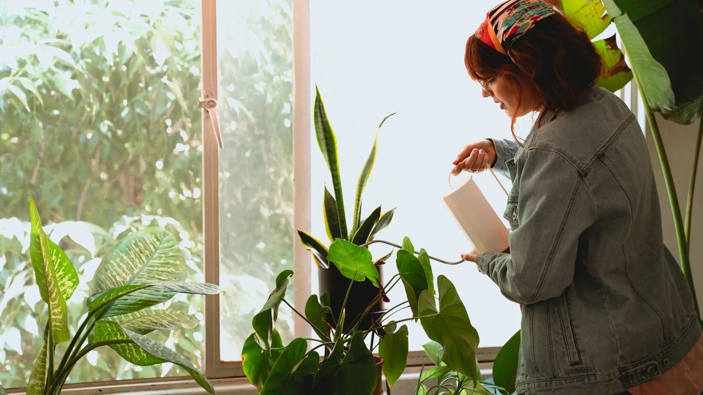 Simple Houseplant