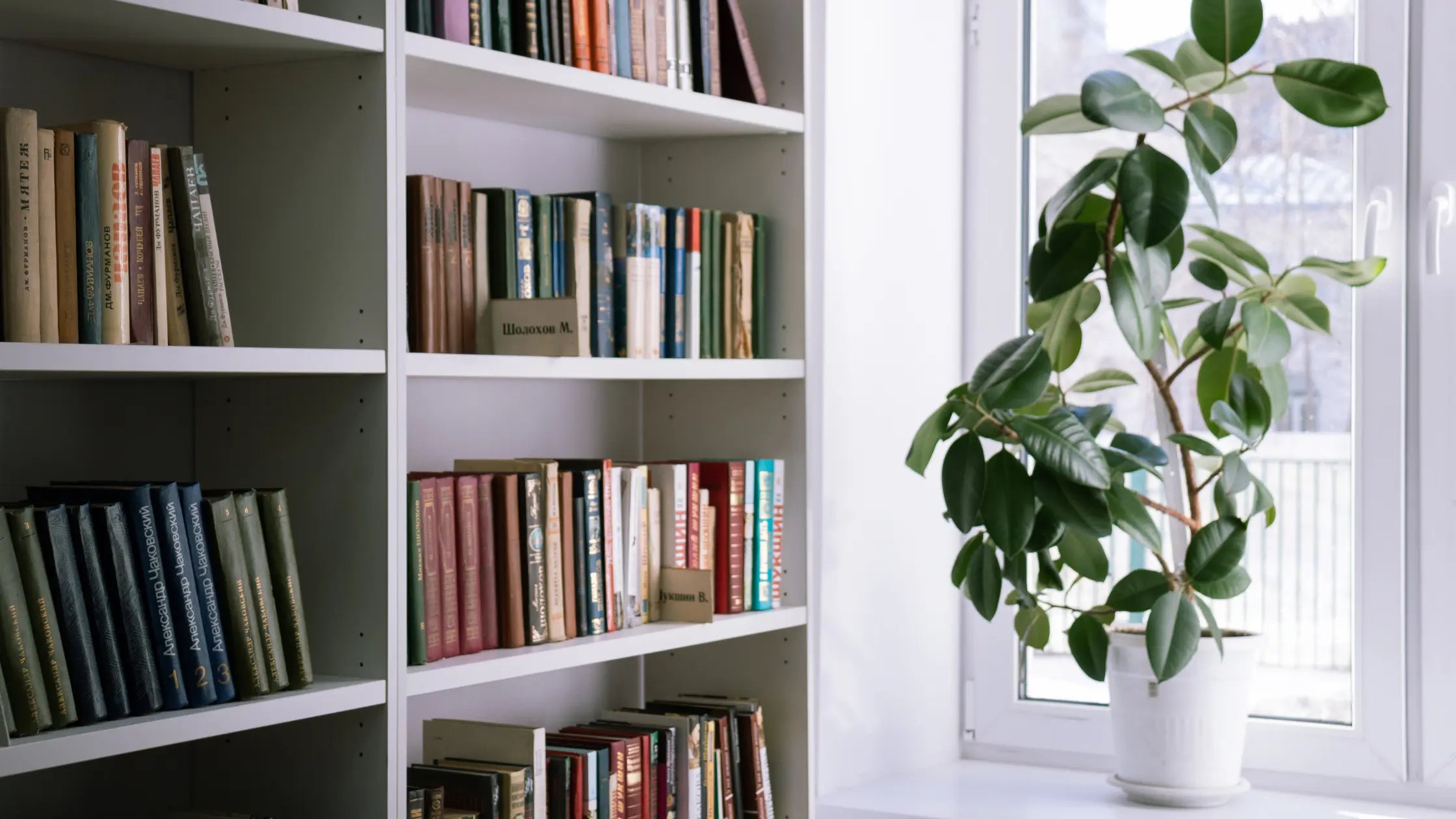 Indoor Pot Plants Oasis: Welcome The Aesthetics Of Greenery - Leaf Culture