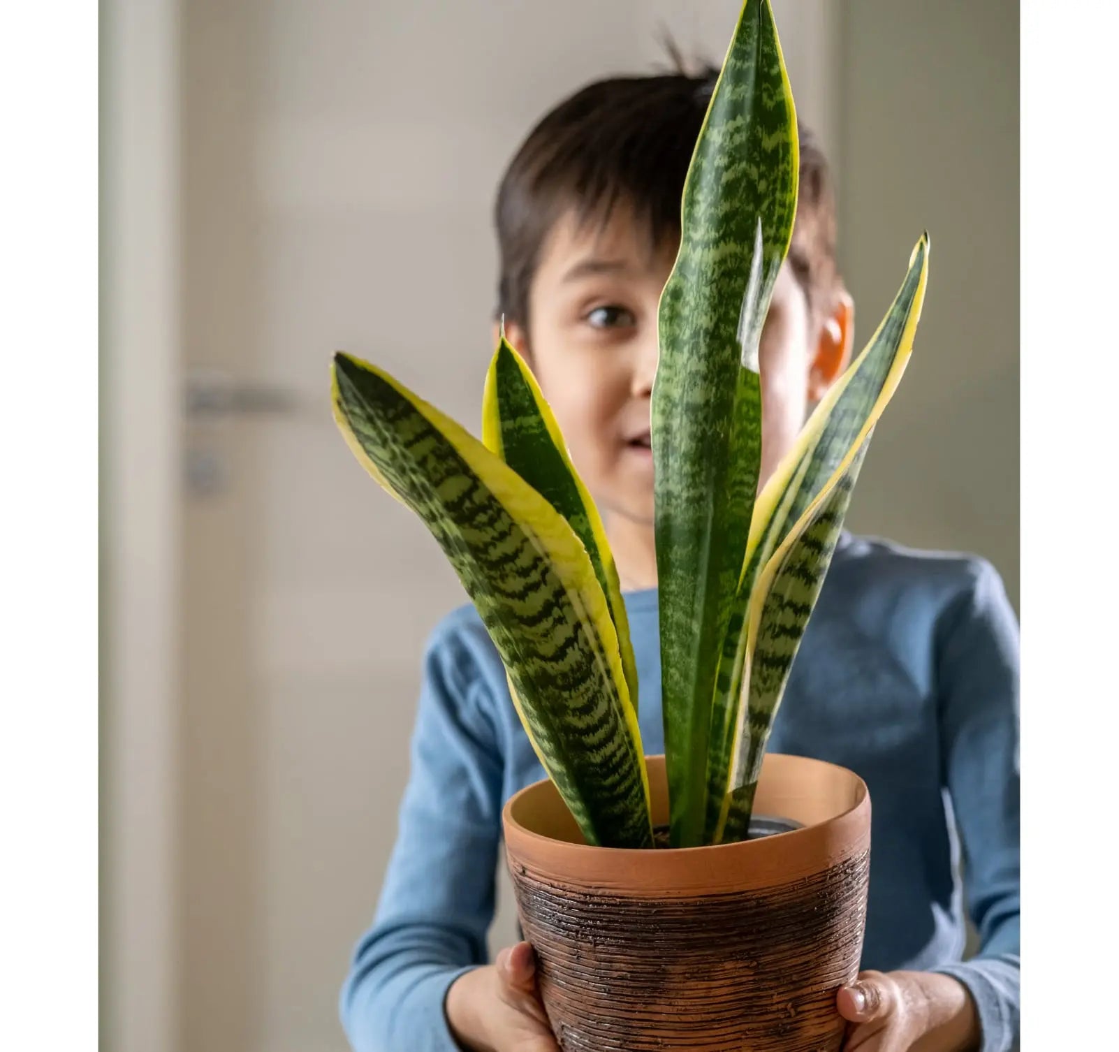 Caring-for-Snake-Plants Leaf Culture