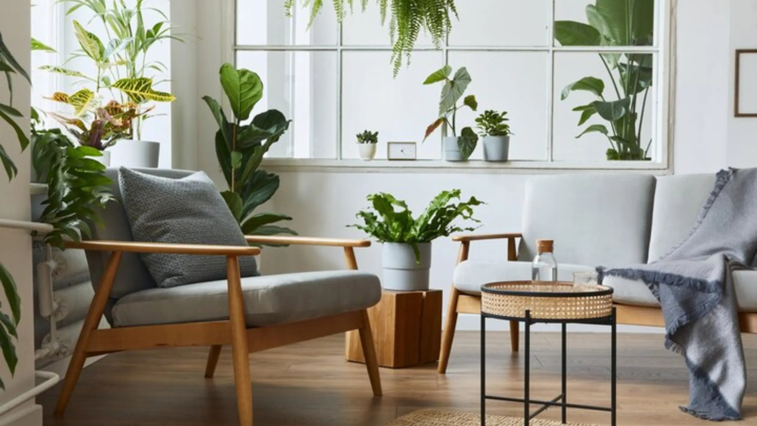 10-Big-Indoor-House-Plants-That-Can-Transform-Interior-Decor Leaf Culture