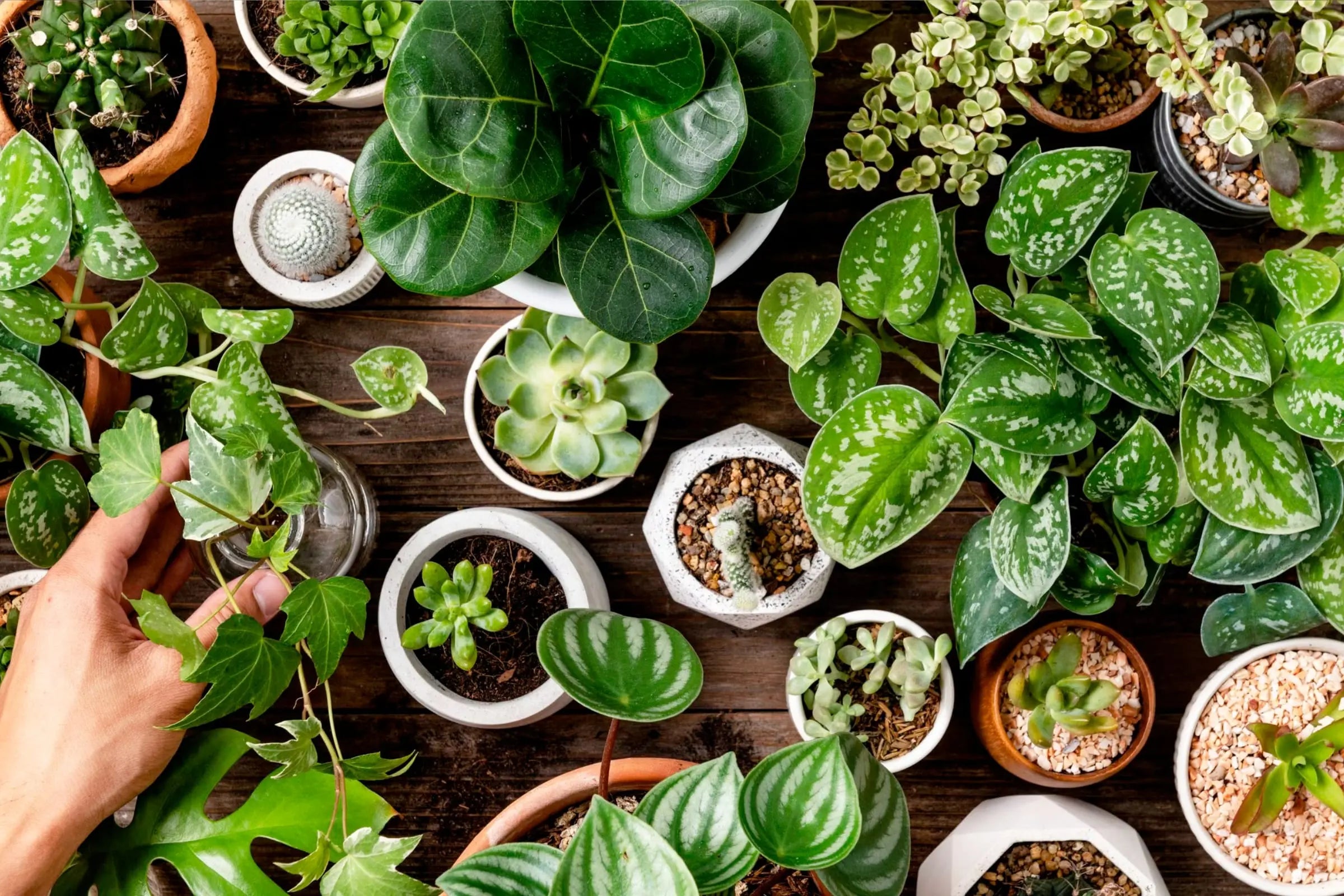 indoor wall plant Frame Wall Planter + Pot main image 0