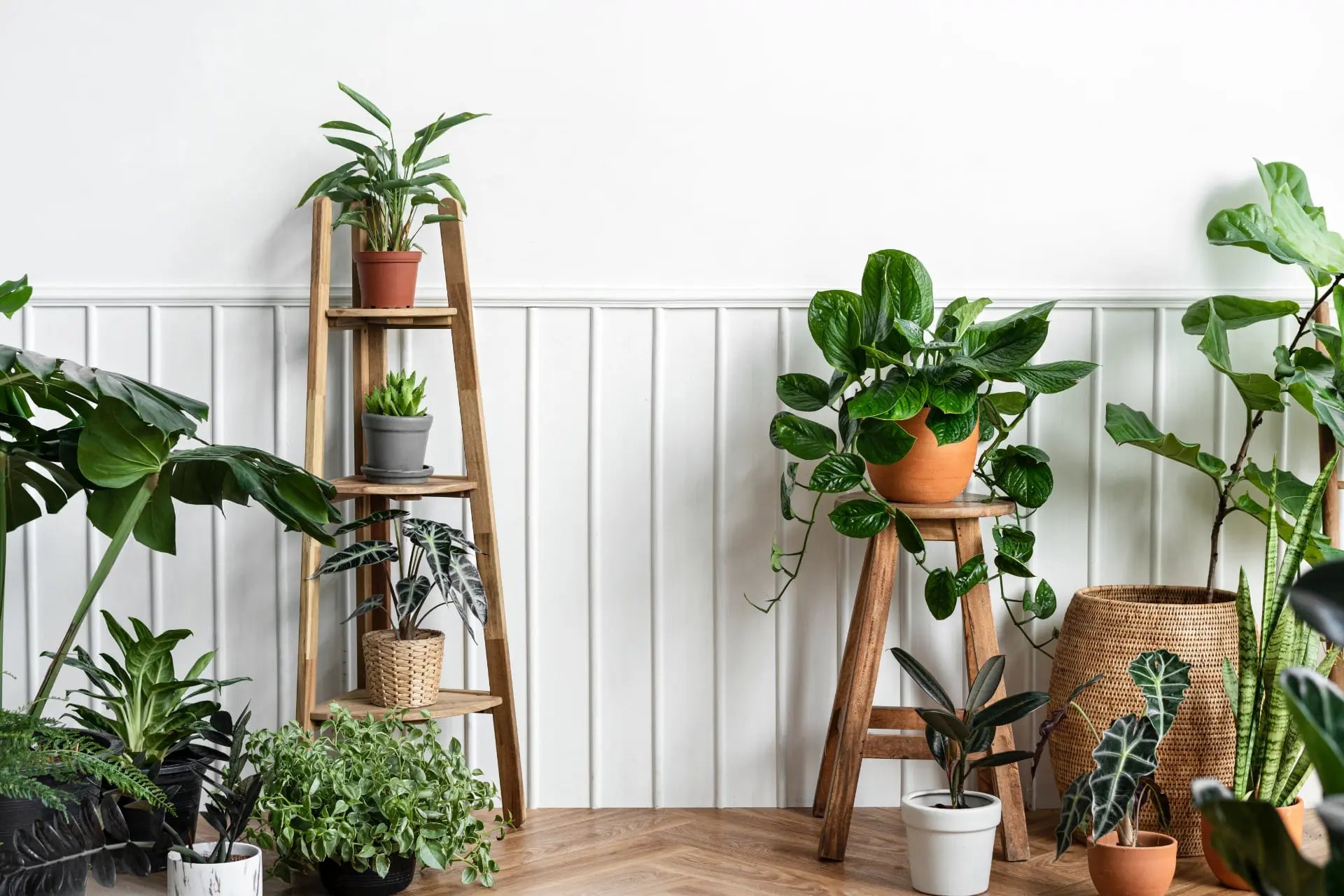 order indoor plants online The Pet-Friendly Bundle Houseplants