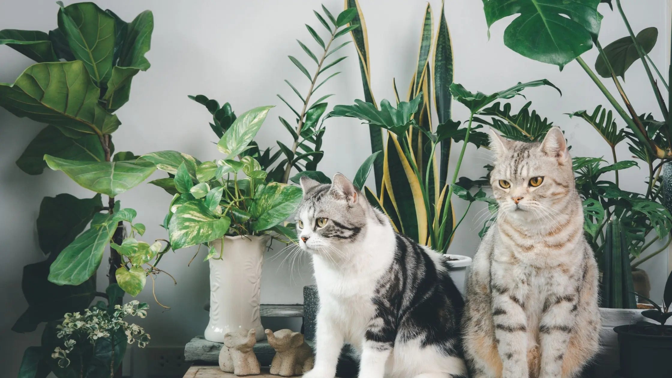 House Plants: Which Ones Are Pet Safe?  Leaf Culture