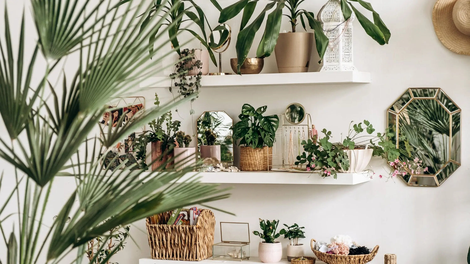 Elevate Your Greenery: The Beauty of Hanging Planters and Monstera Deliciosa