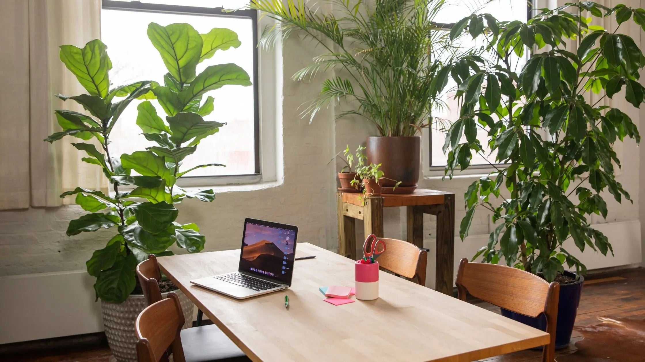 indoor plants with low maintenance
