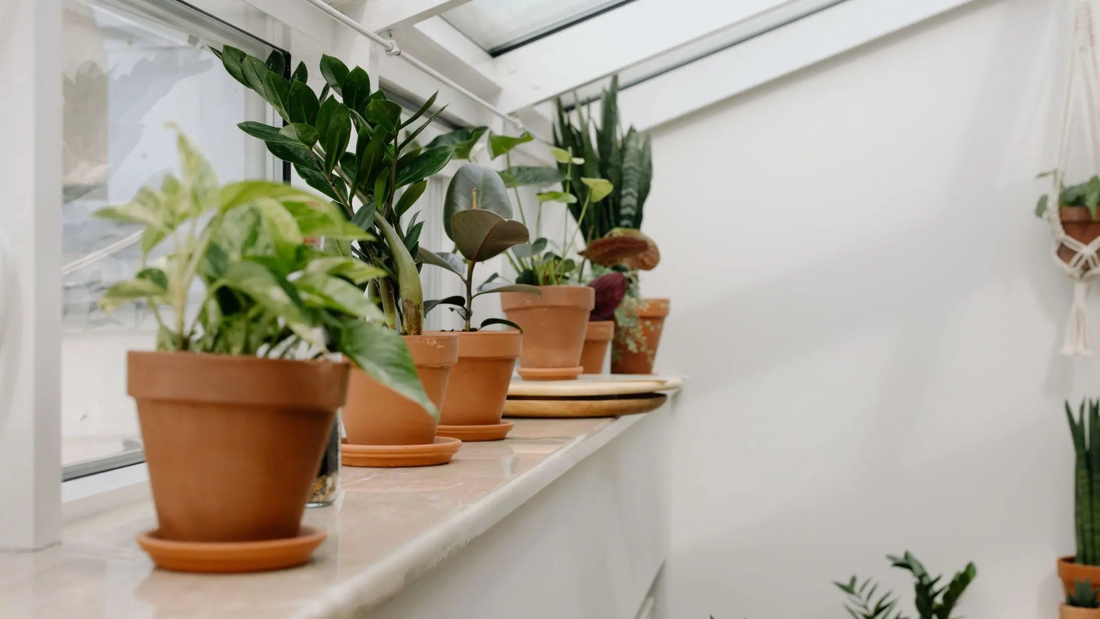 Shade Friendly Houseplants - Leaf Culture