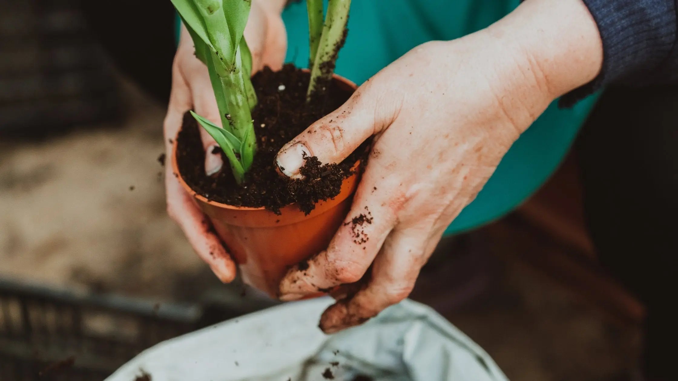 Repotting your houseplant