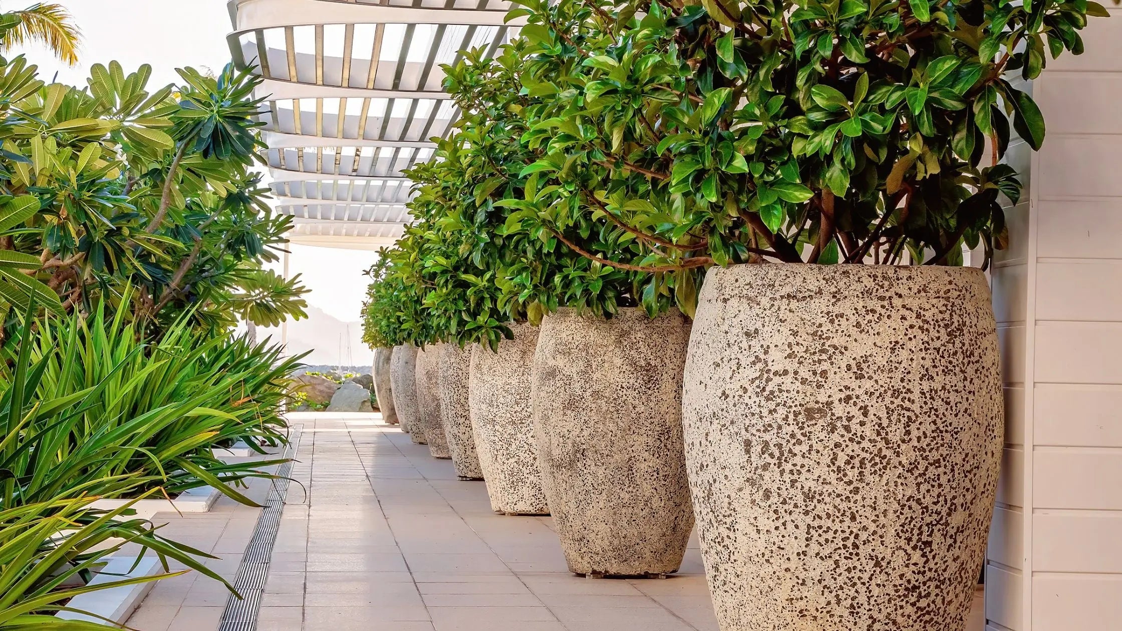 Large Indoor Plants and Houseplants for Sale - Leaf Culture