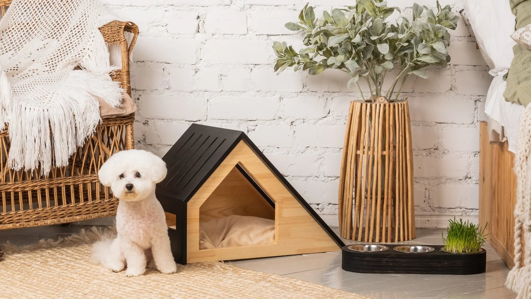 Pet-Friendly Houseplants