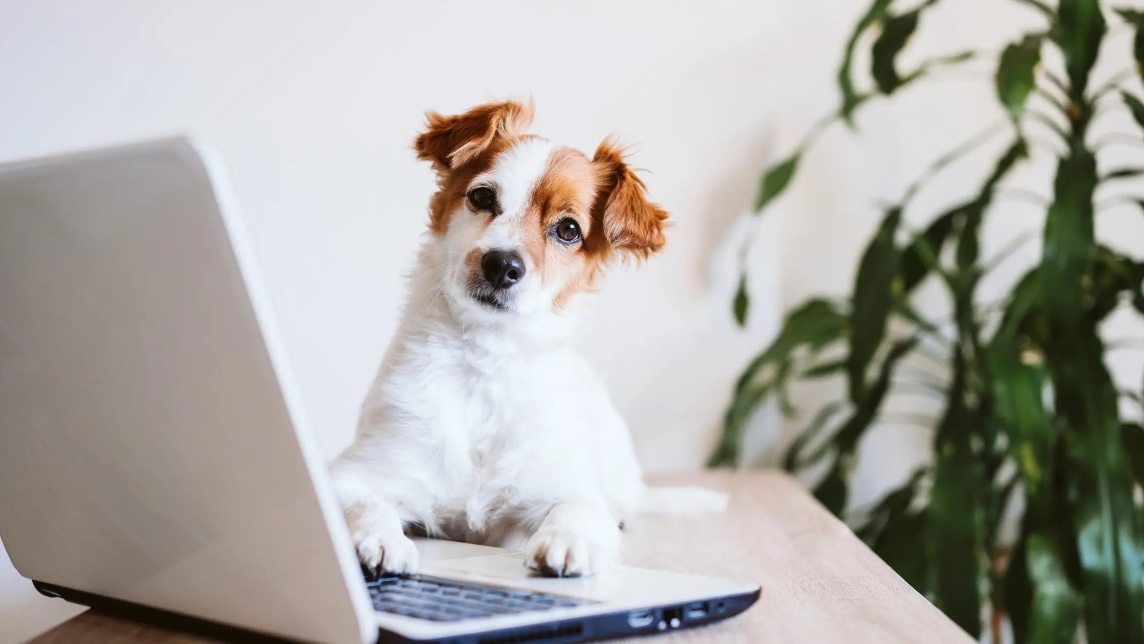 dog friendly plants