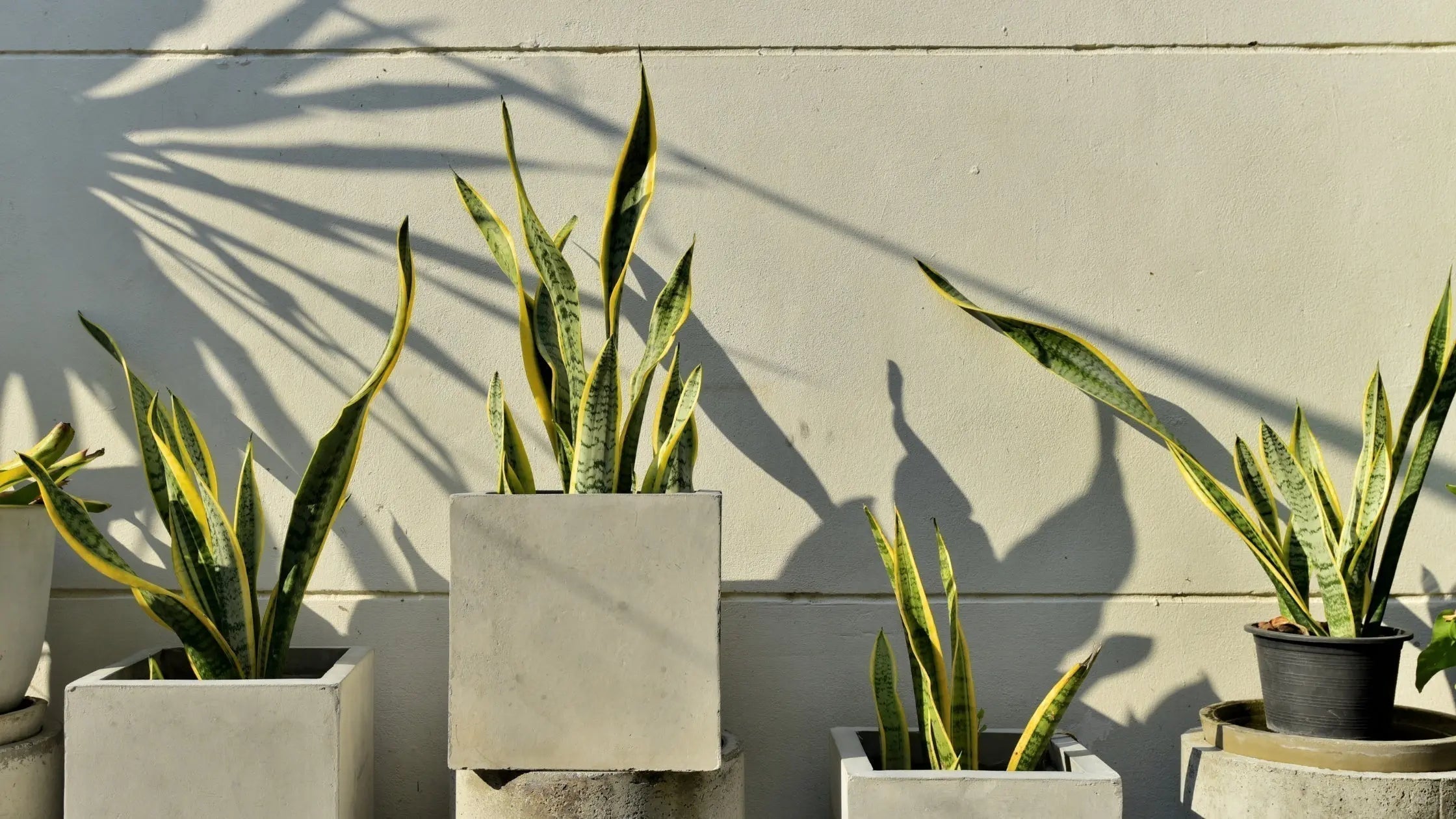 Top 5 Benefits of Having a Snake Plant in Your Home - Leaf Culture