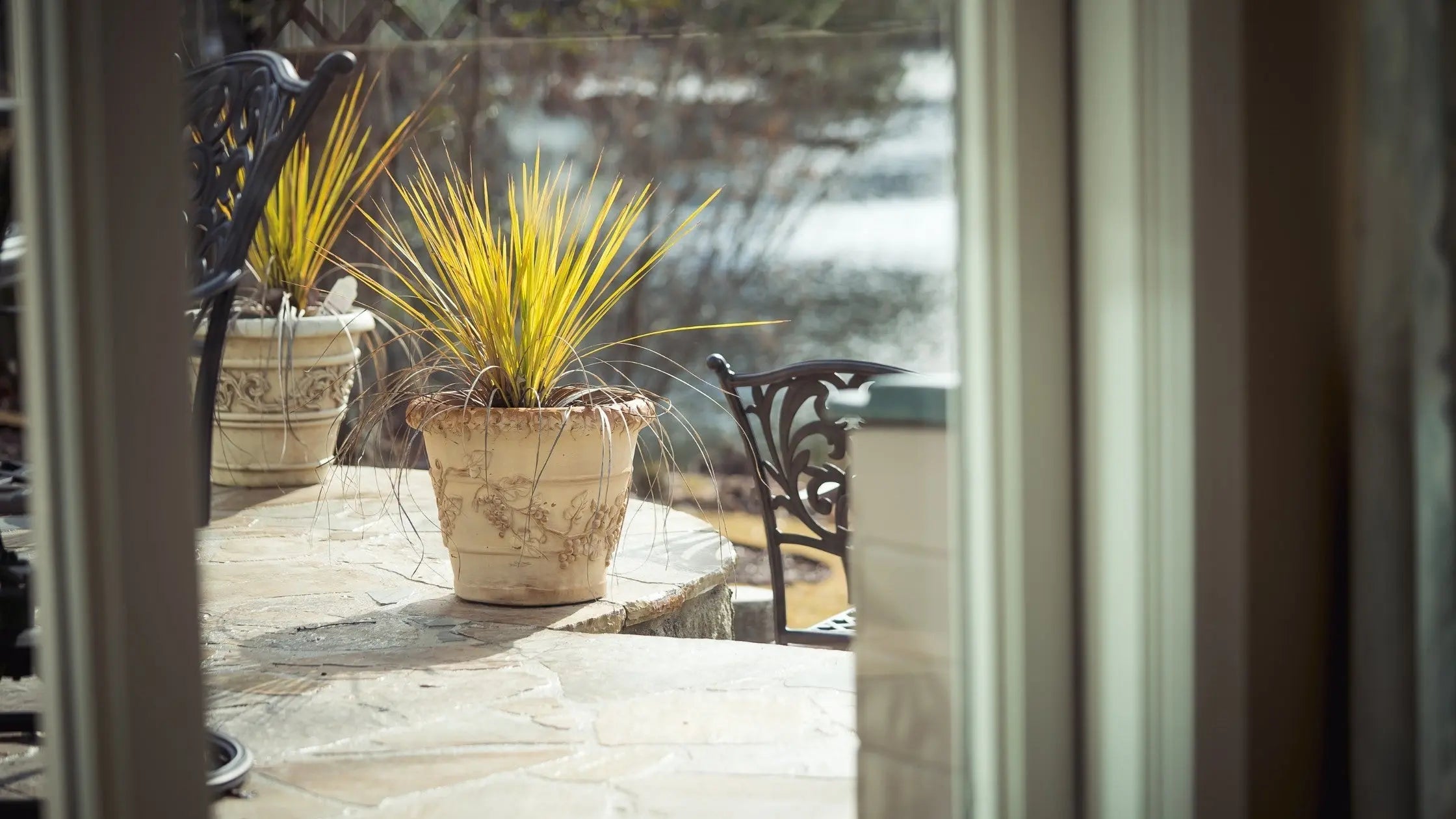 yellow plants