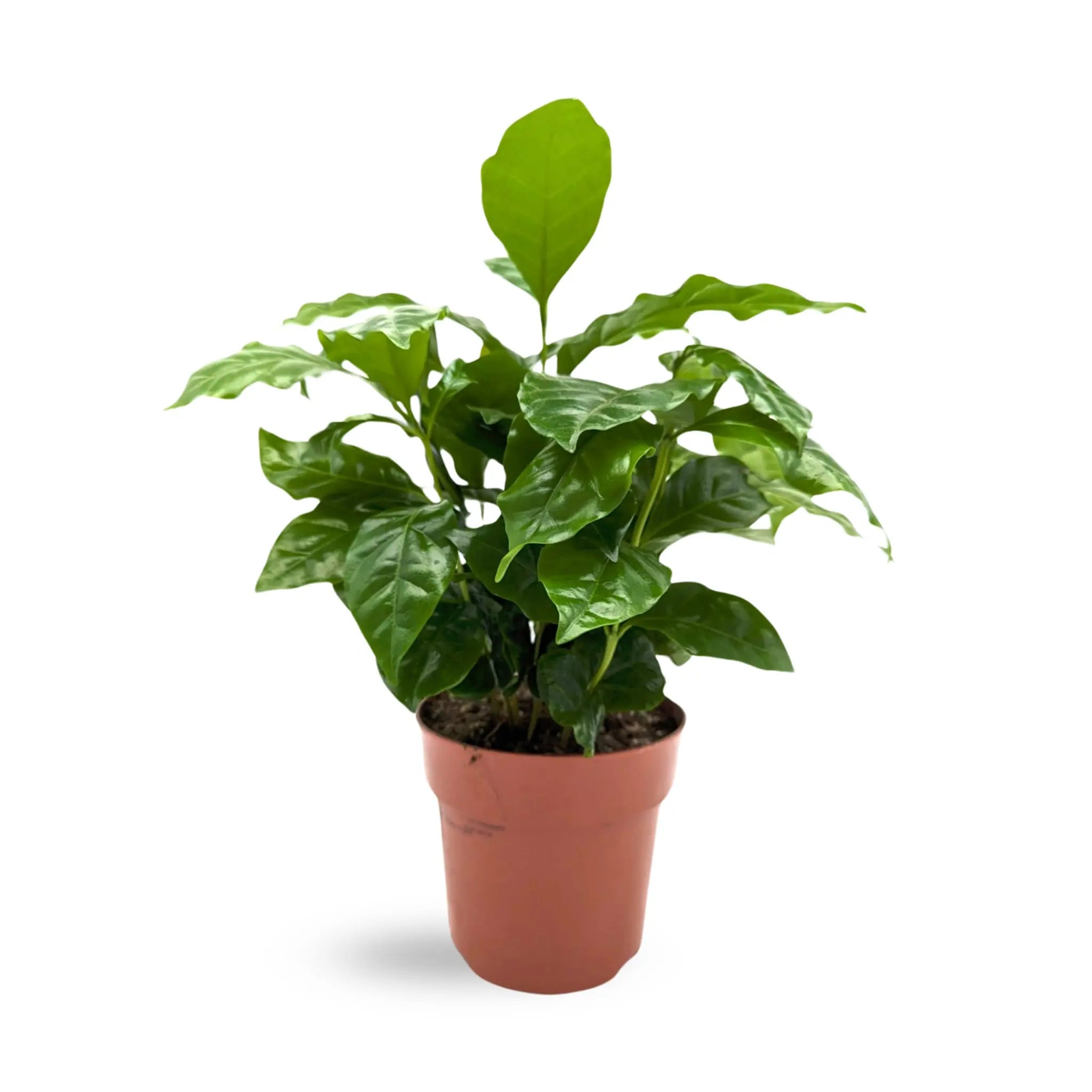 Coffea Arabica - Arabian Coffee Plant - Leaf Culture