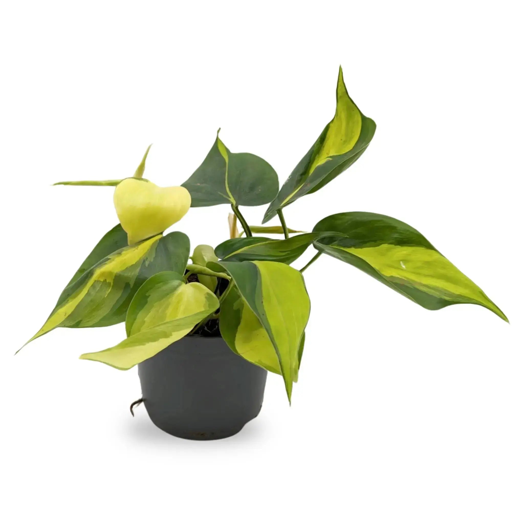 variegated philodendron scandens Philodendron scandens Brasil | Variegated Heartleaf - Trailing Plant