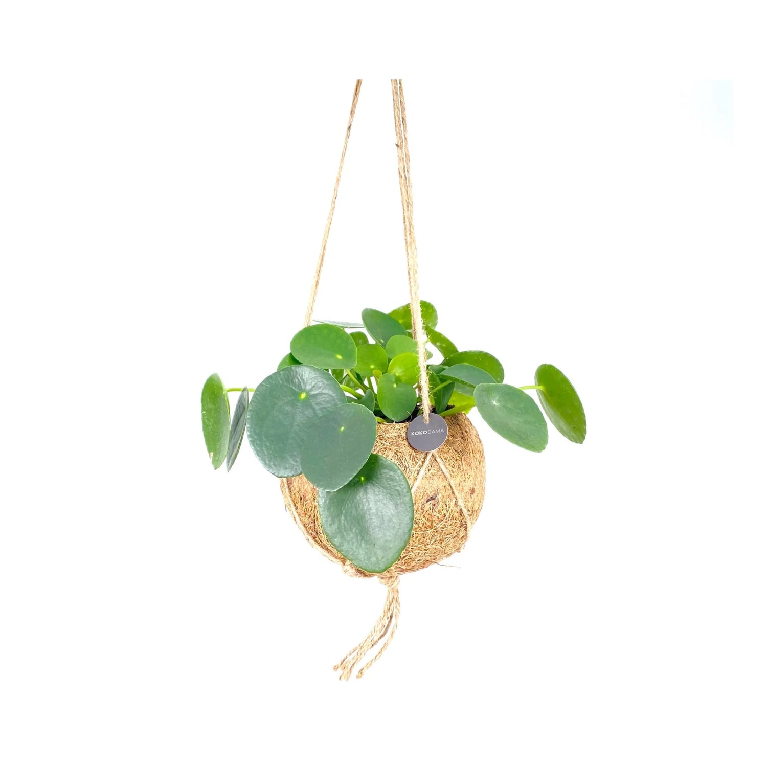 Pilea peperomioides Kokedama Hanging Plant