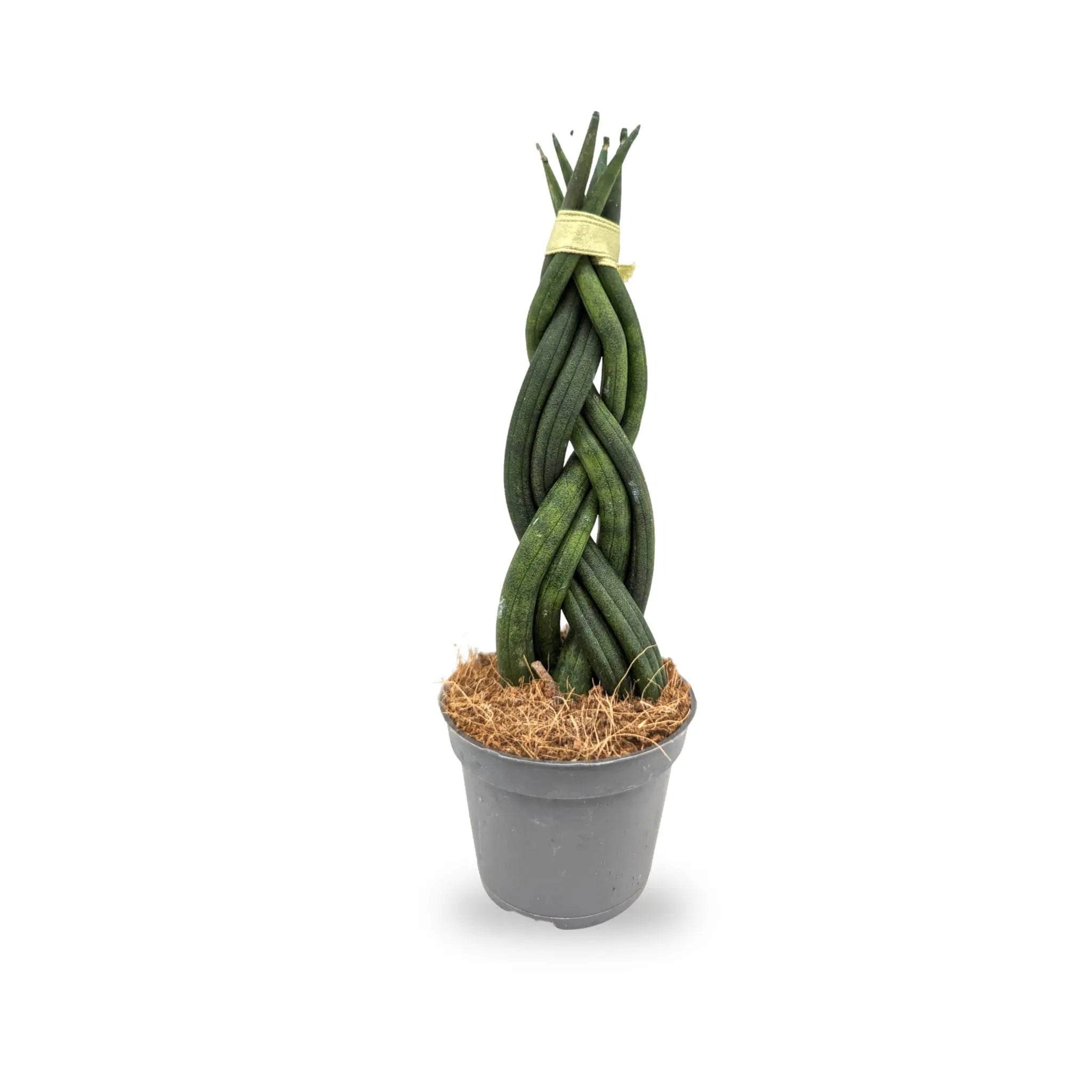 buy snake plant uk Braided Snake Plant | Sansevieria Cylindrica