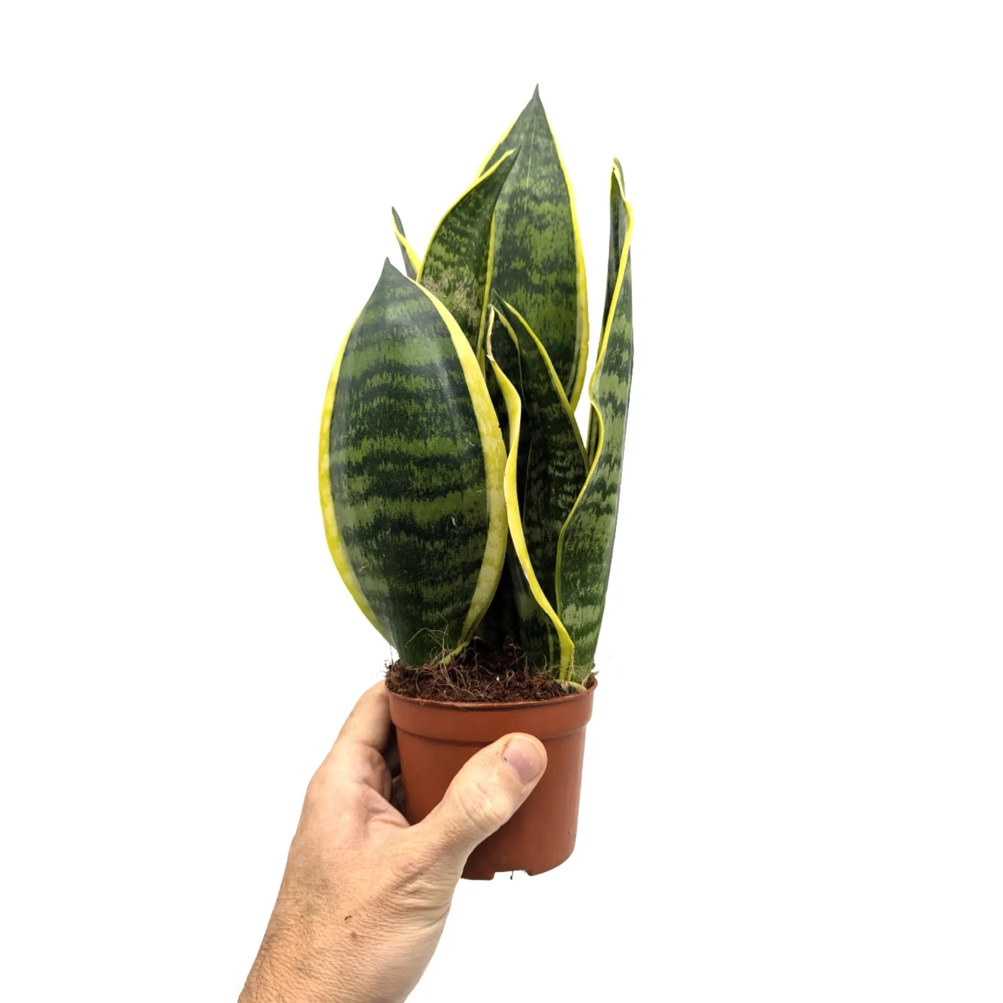sansevieria superba height Snake Plant Superba | Sansevieria Futura - Compact Air Purifier