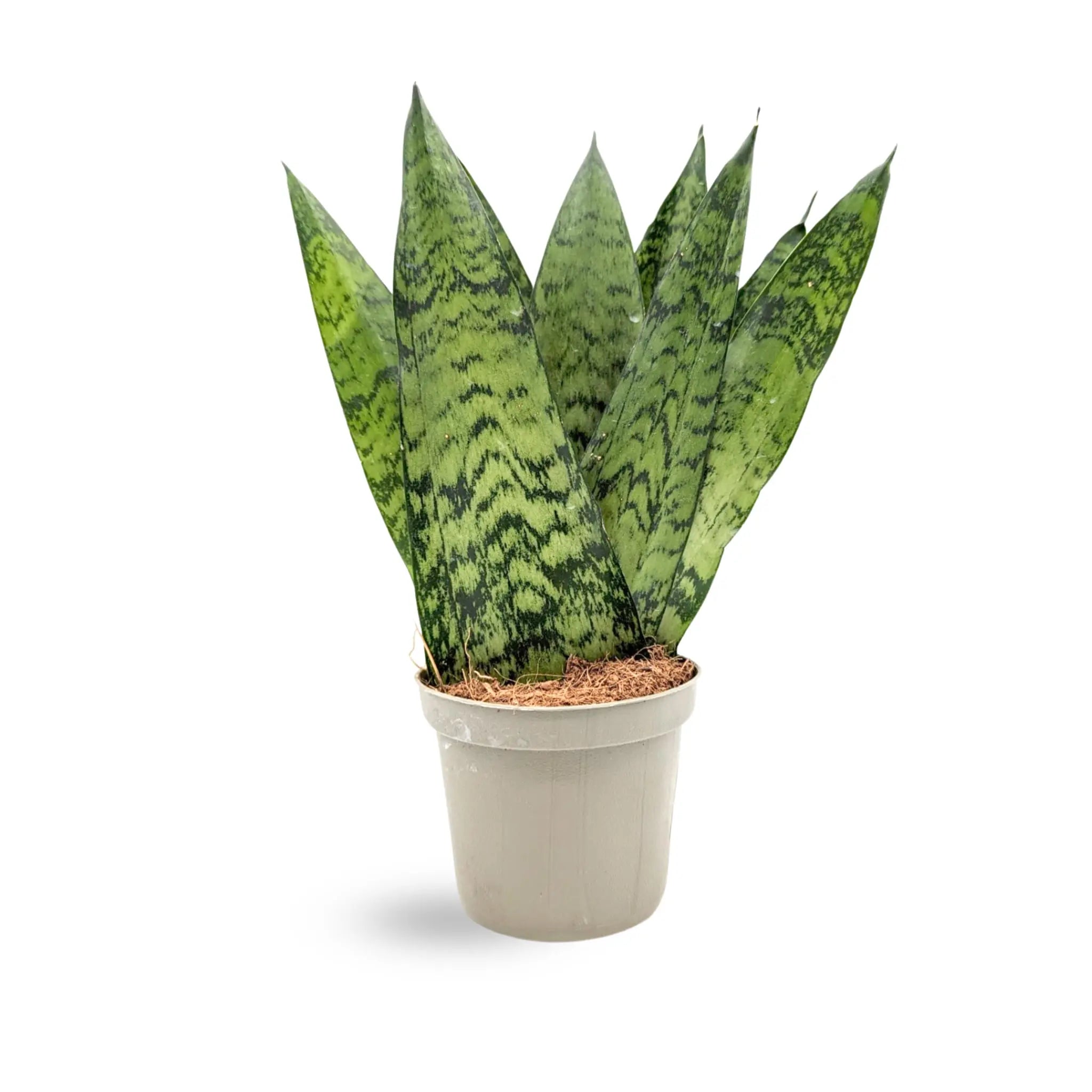 snake plant fanning out Sansevieria zeylanica Fan | Snake Plant - Air Purifying Houseplant