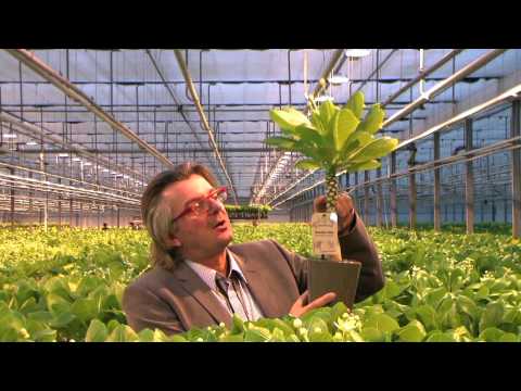 Brighamia insignis - Hawaiian Palm