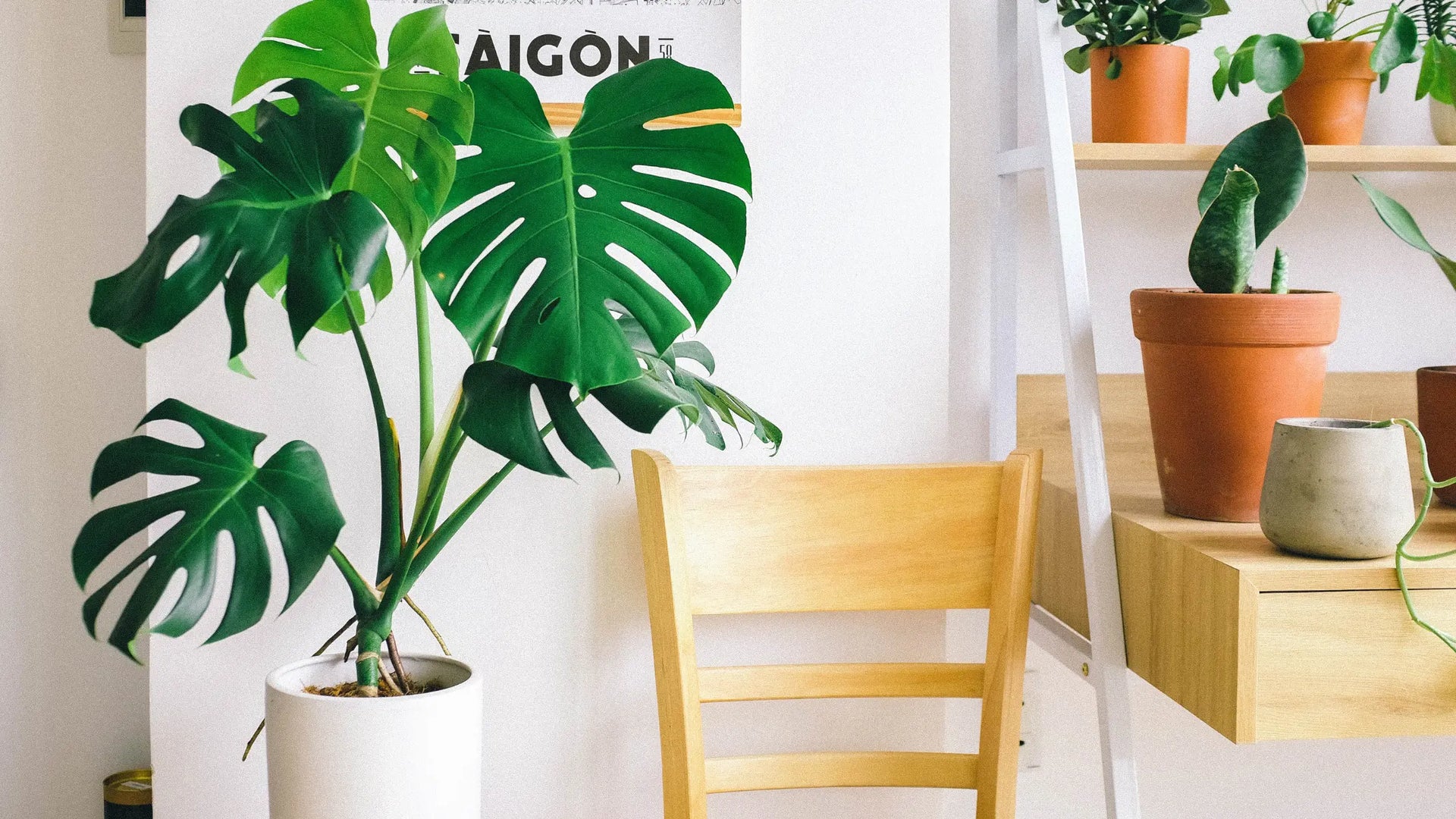 5 Houseplants With Real Health Benefits (UK-Friendly Picks)  Leaf Culture