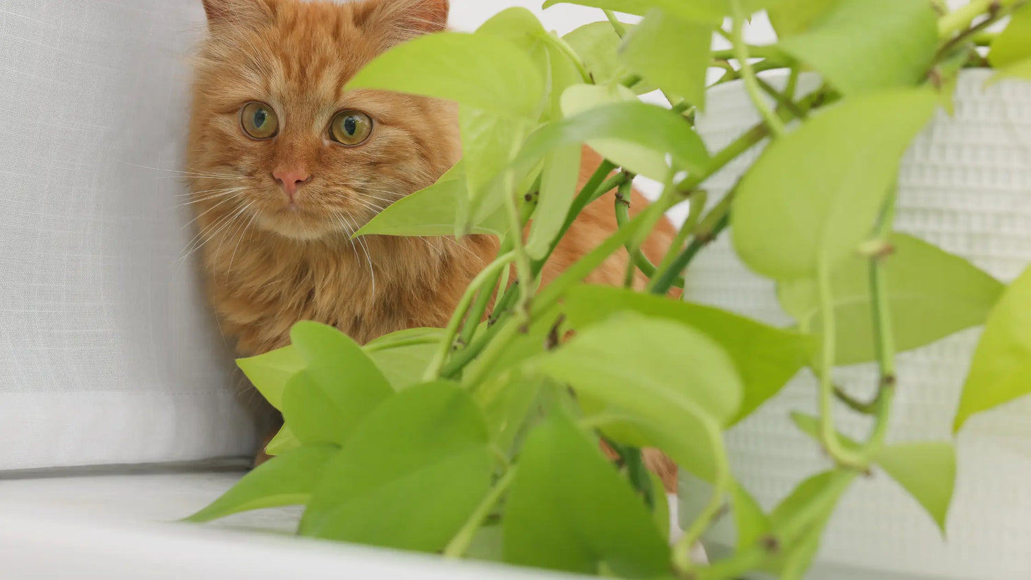 Pet-Safe Houseplants