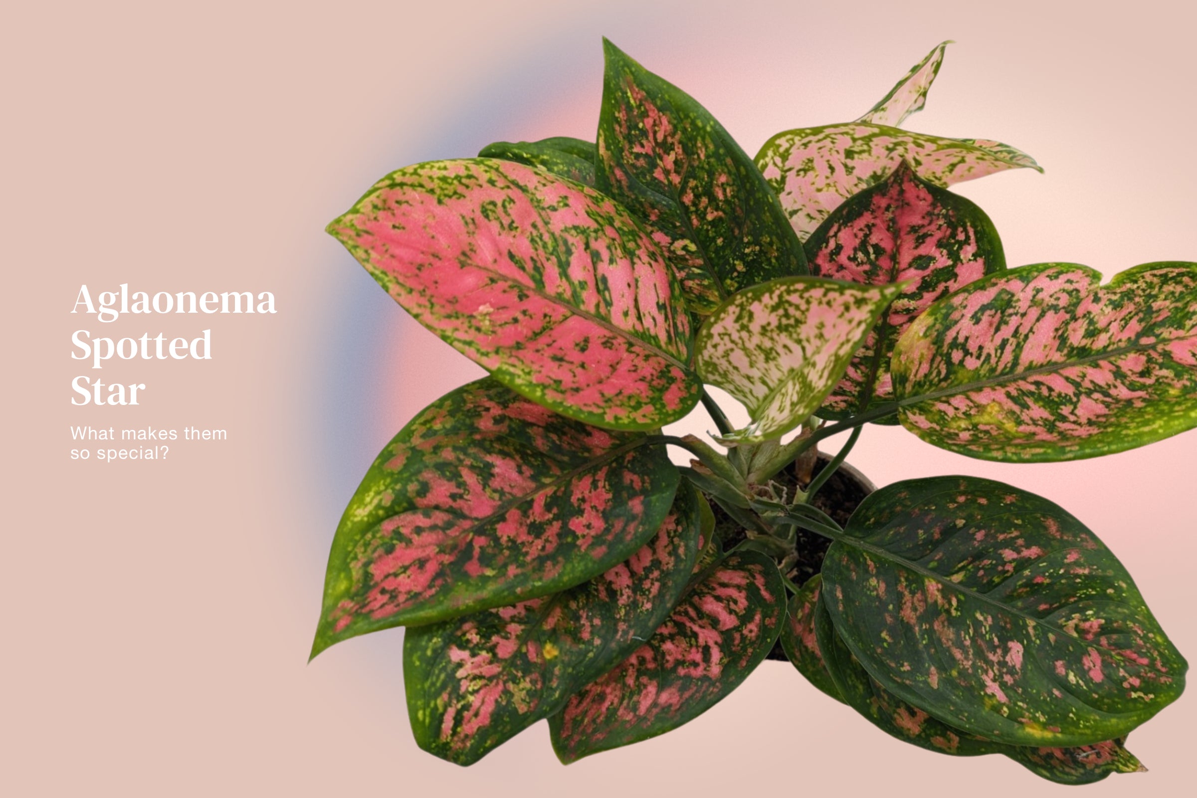 What makes the Aglaonema Spotted Star so special?