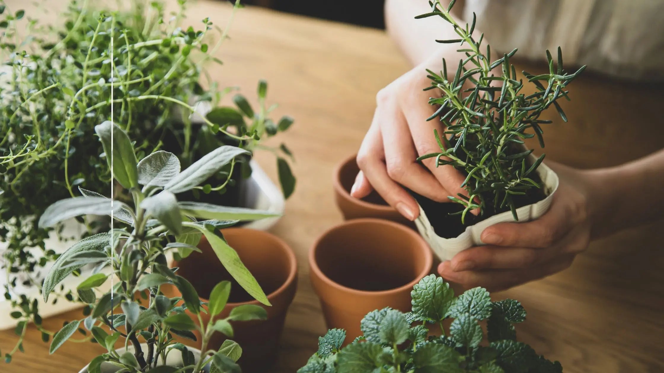 Air Purifying Plants and Large Houseplants