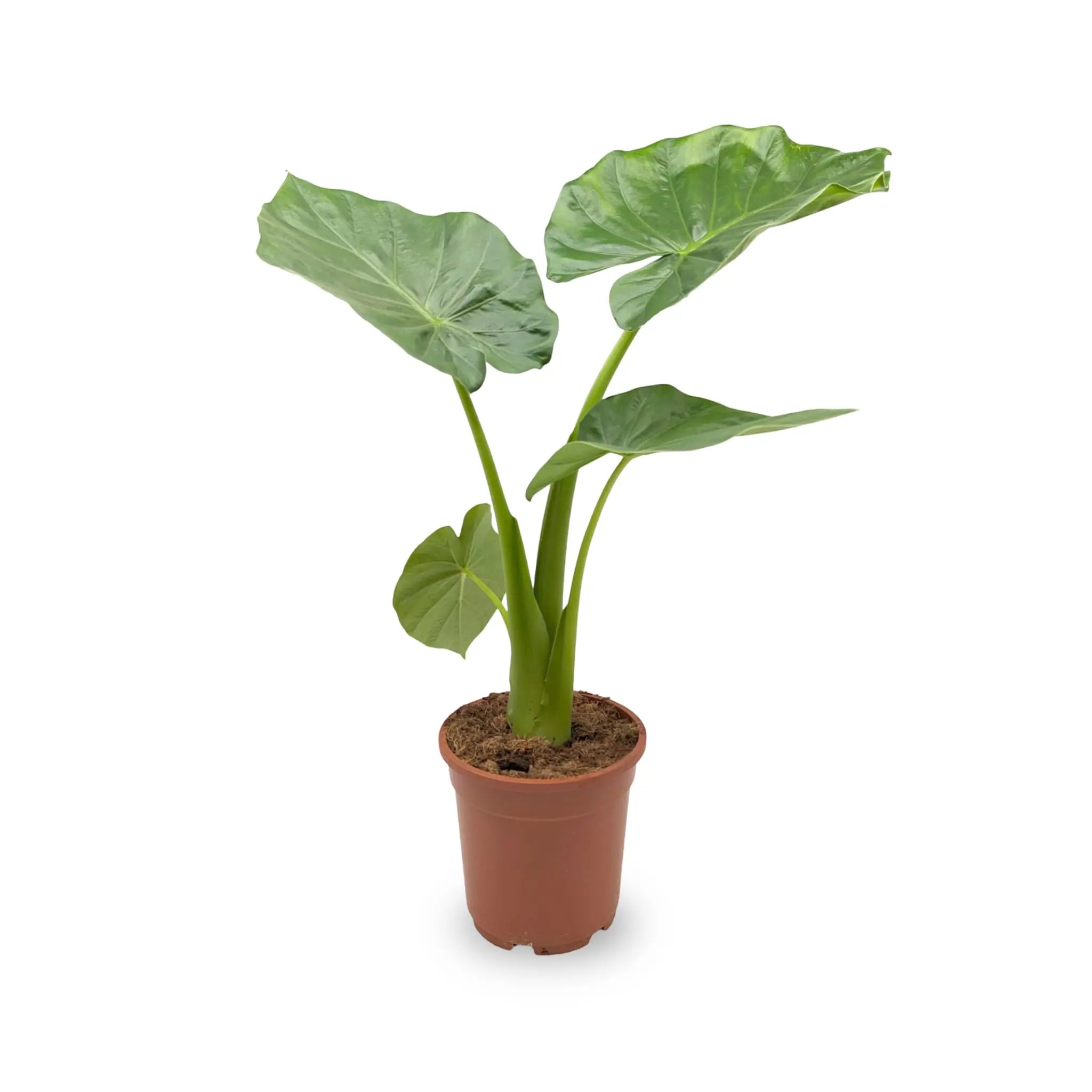 Alocasia Mycorrhizas