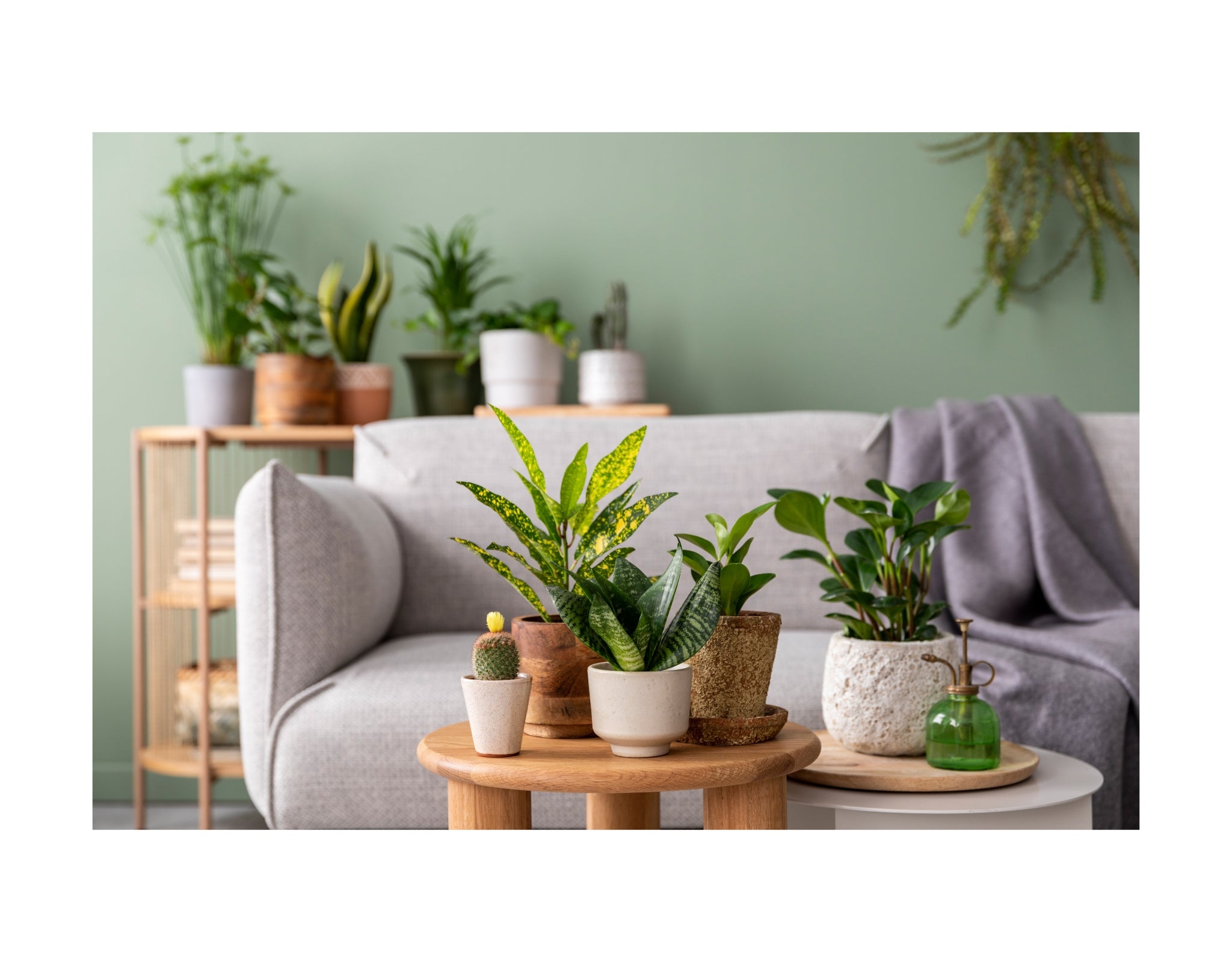 The Art of Indoor Gardening: A Beginner's Guide - Leaf Culture