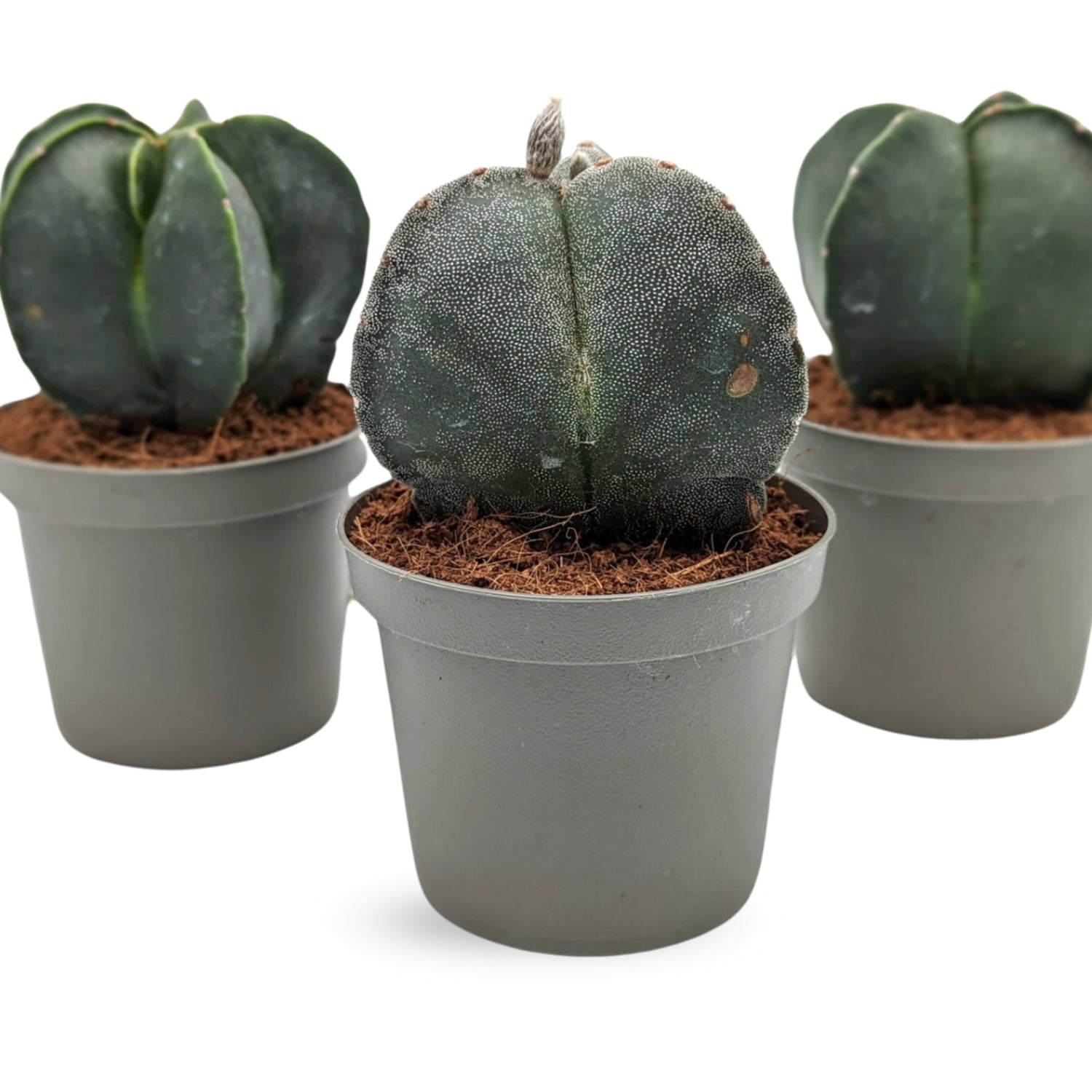 Astrophytum myriostigma: The Ultimate Fossil Cactus