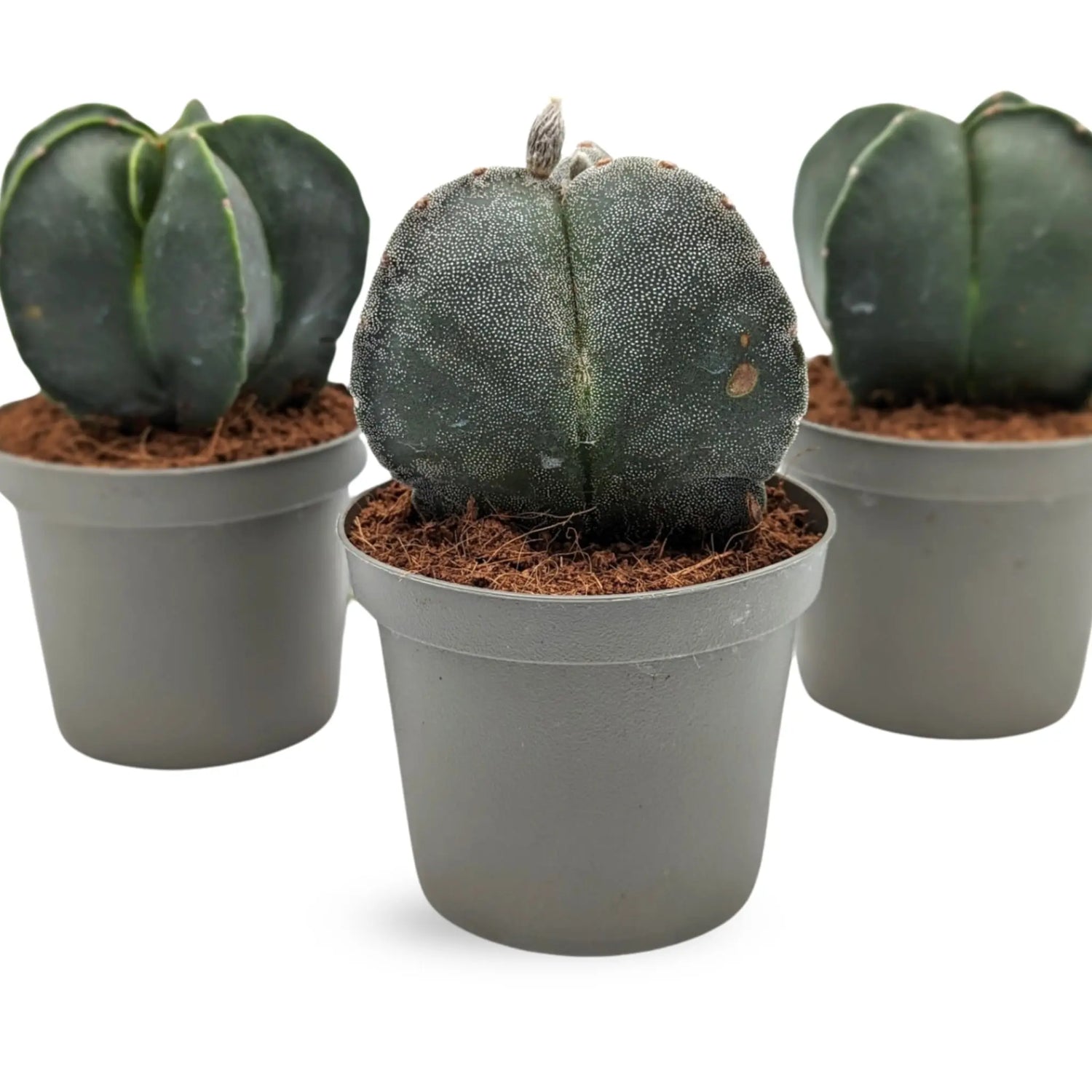 Astrophytum-myriostigma-The-Ultimate-Fossil-Cactus Leaf Culture