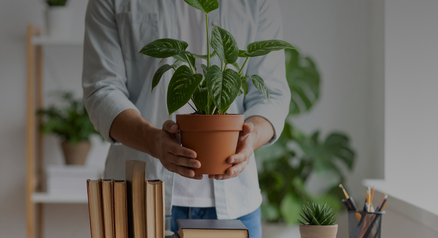 Are Your Houseplants Ethical? A Look at Sustainable Sourcing