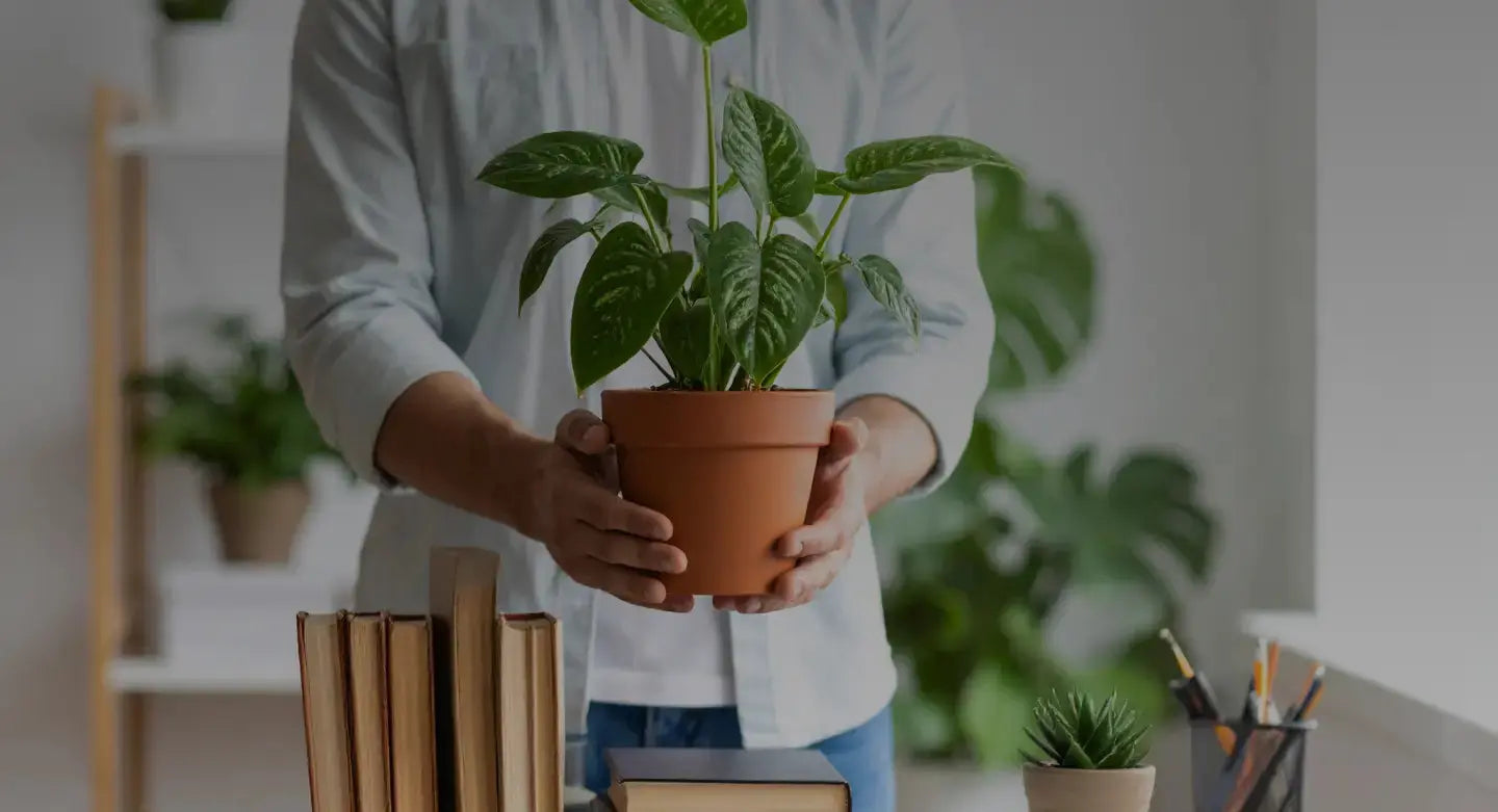Are-Your-Houseplants-Ethical-A-Look-at-Sustainable-Sourcing Leaf Culture