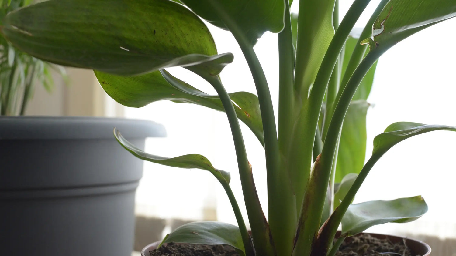 Bird Of Paradise Plant