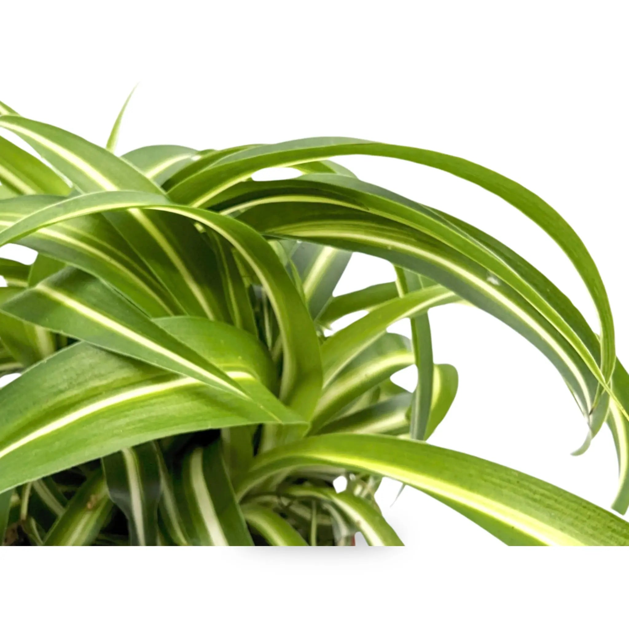 The-Allure-of-Chlorophytum-Bonnie Leaf Culture