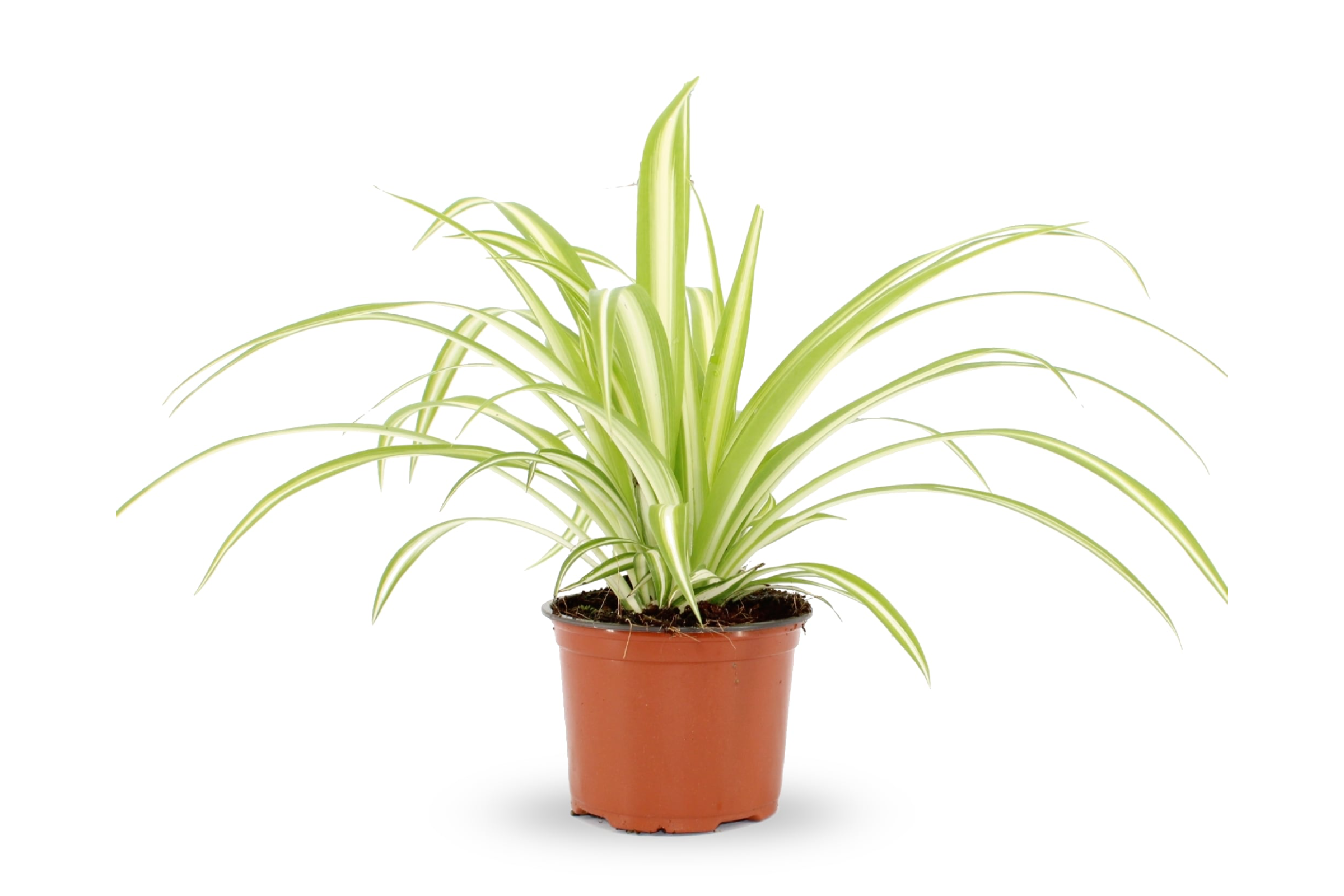 Spider Plant: A Popular and Easy to Grow Houseplant - Leaf Culture