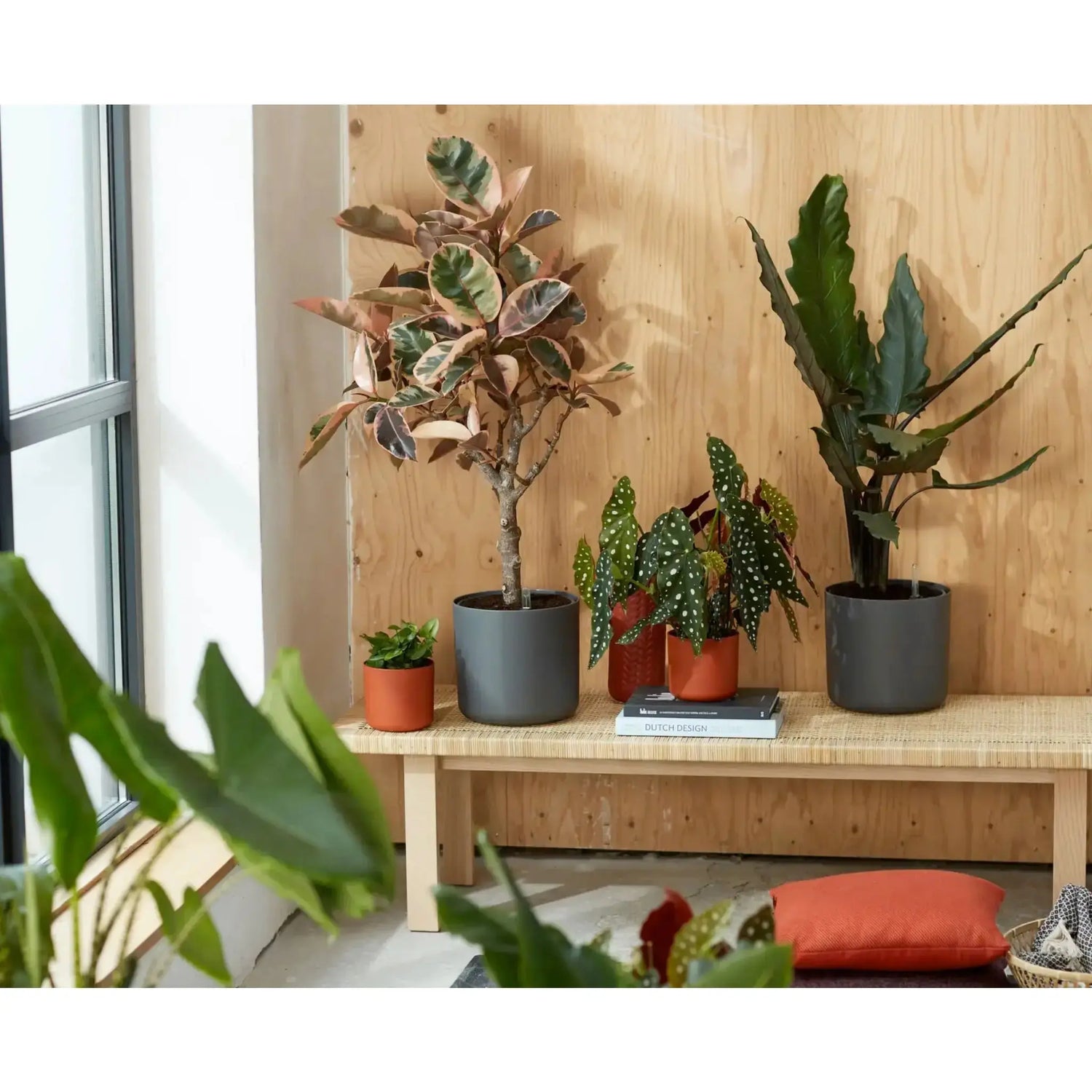 Top-Trending-Houseplants-for-2025 Leaf Culture