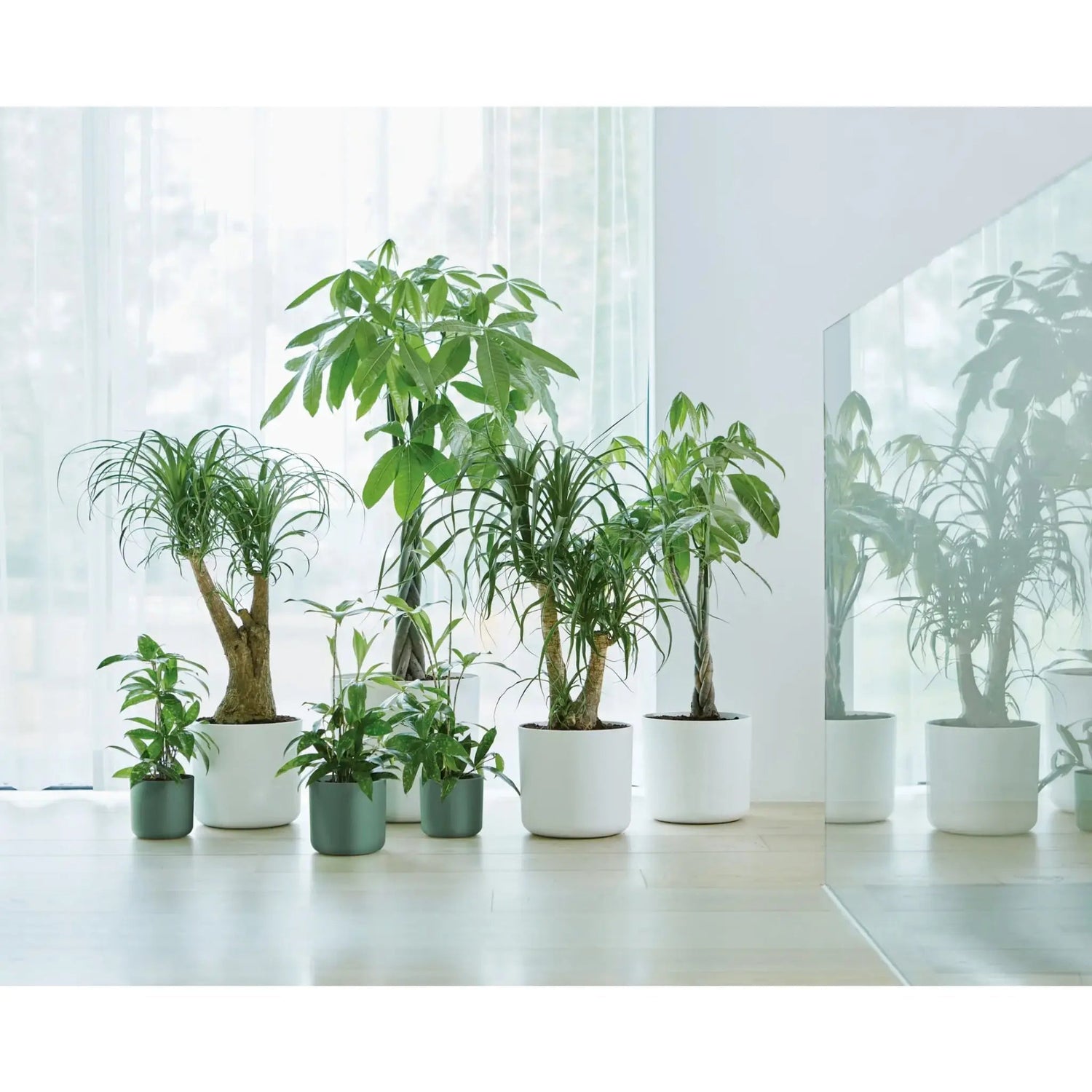 Growing Your Own Indoor Herbs: The Ultimate Starter Guide