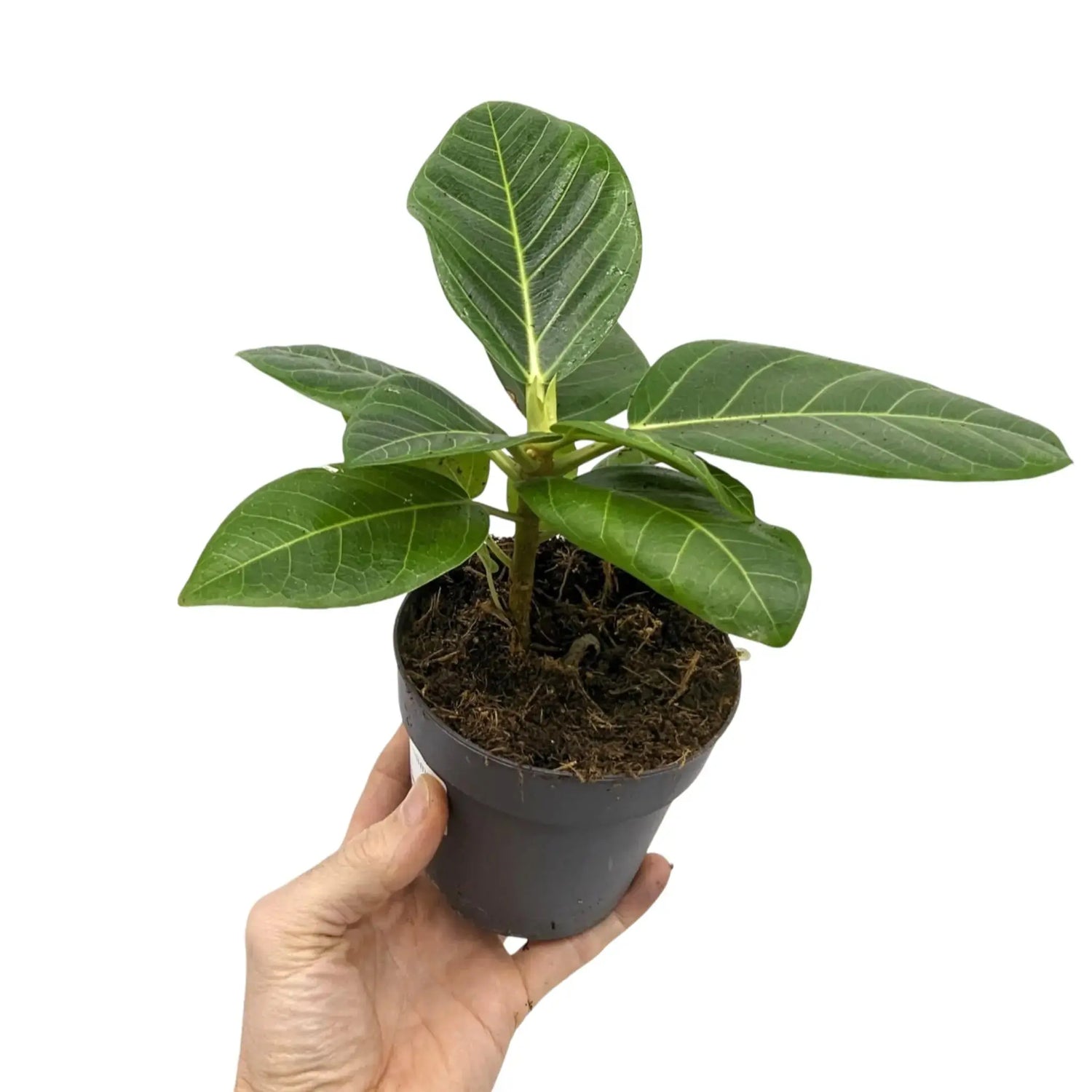 How-a-Ficus-Houseplant-goes-from-this-to-this... Leaf Culture