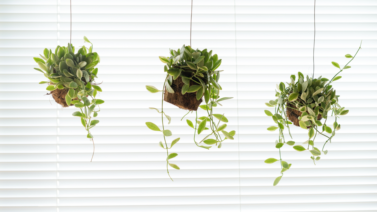 Suspended Splendor: Hanging Plant Pots for Indoor Gardens in the UK