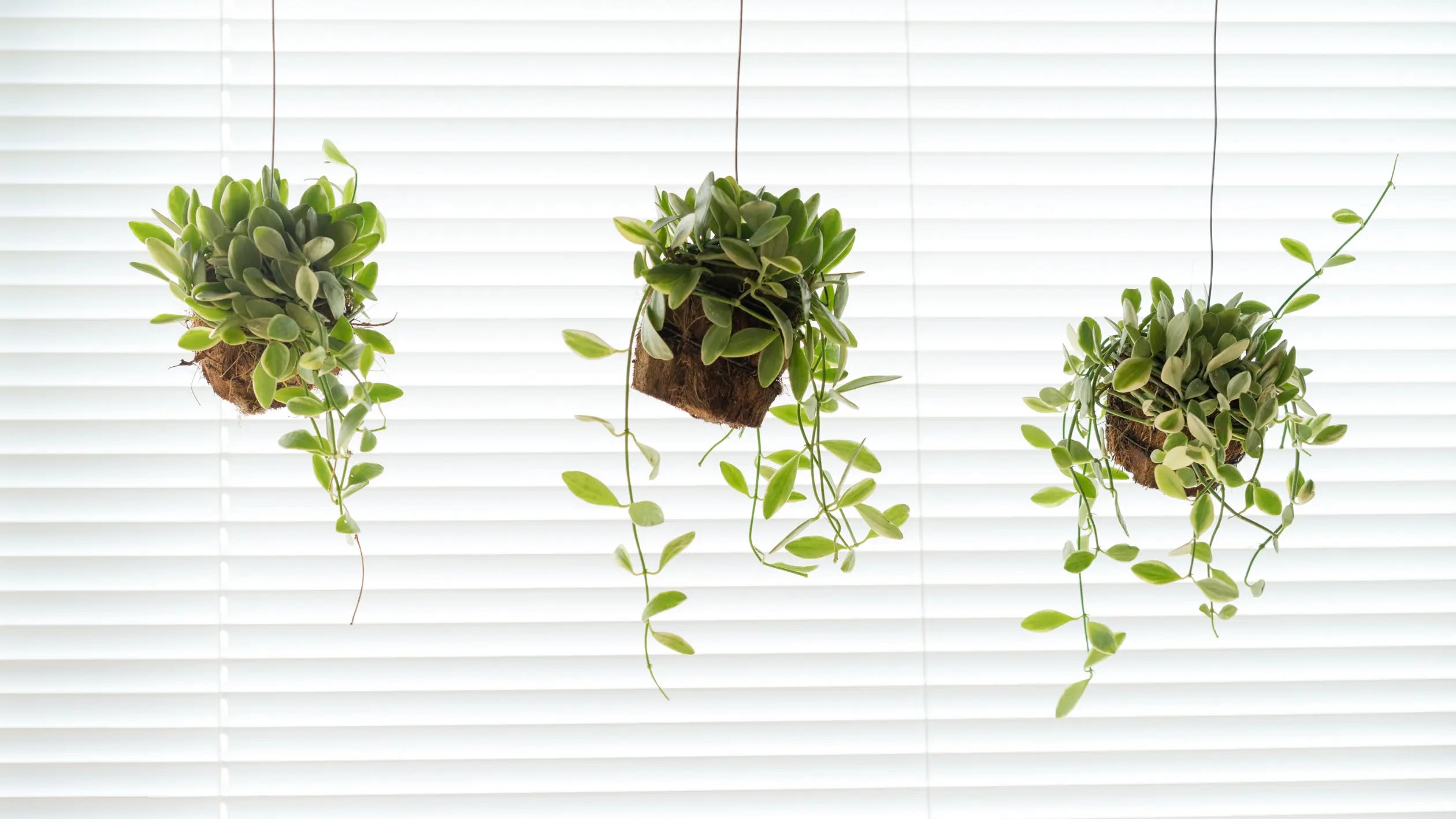 Suspended-Splendor-Hanging-Plant-Pots-for-Indoor-Gardens-in-the-UK Leaf Culture