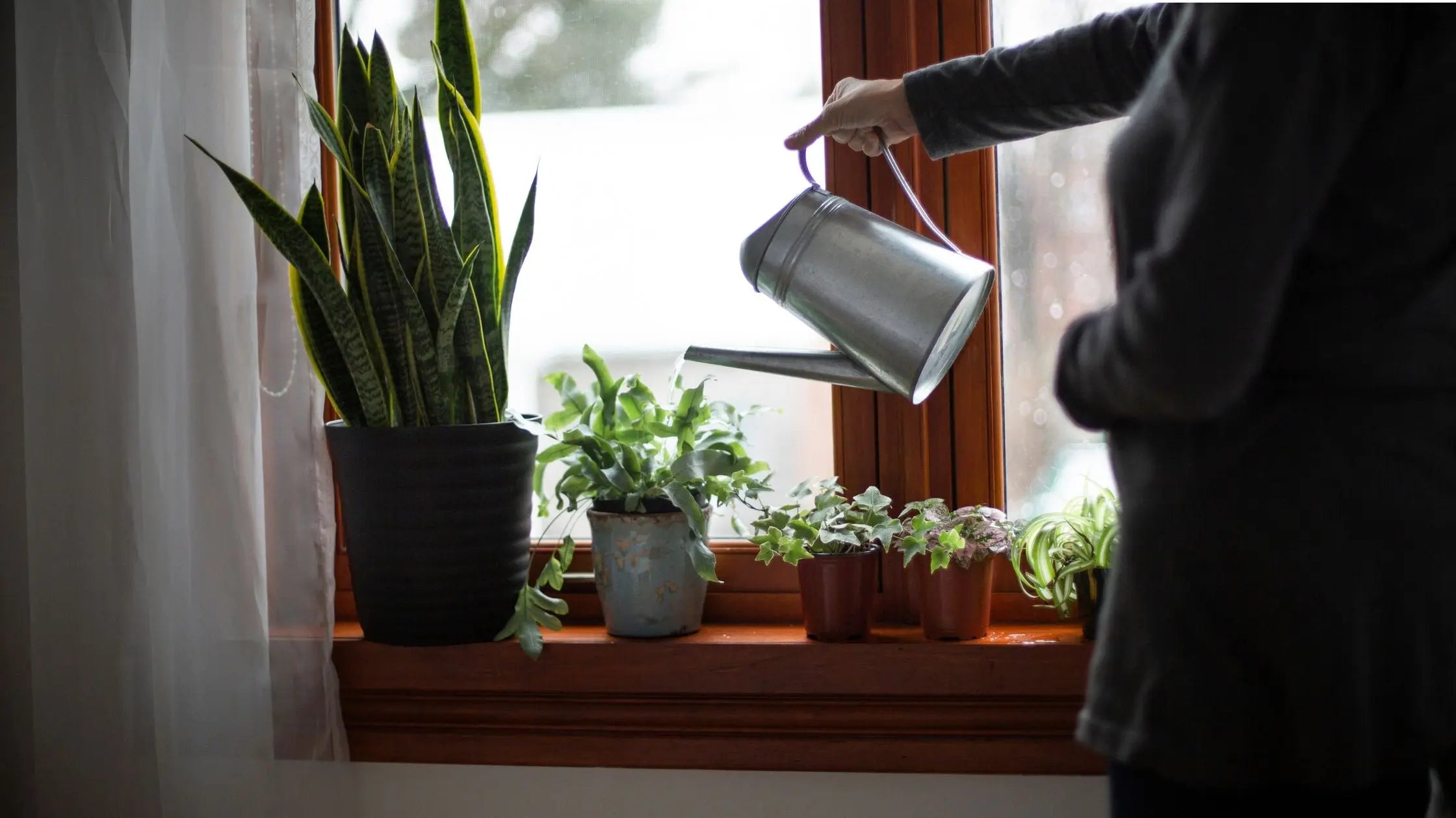 Red Flowers and Aloe Vera: Liven Your Room with Houseplants