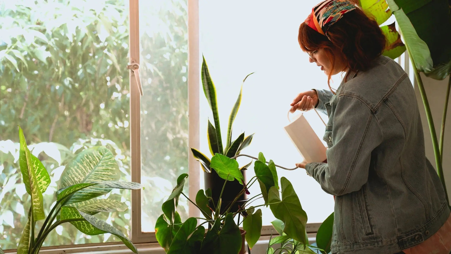 Simple Houseplant