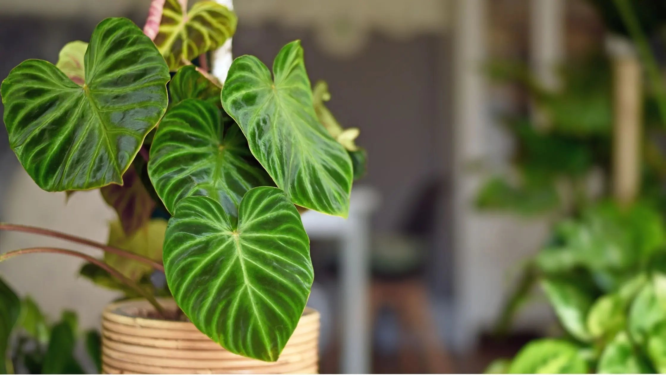 Brighten Houseplants