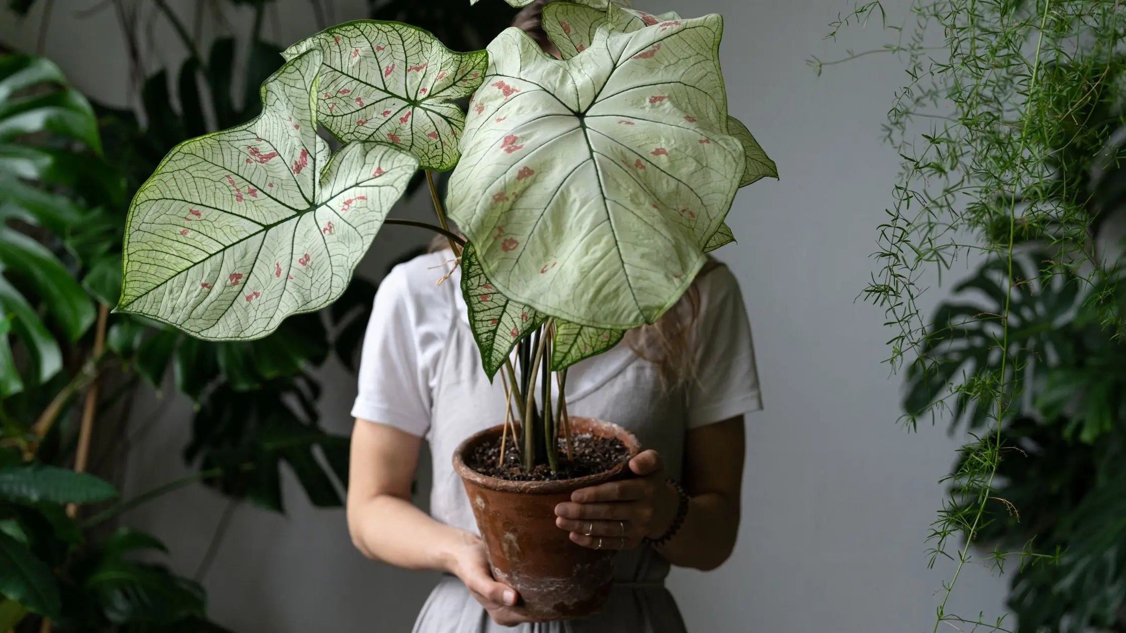 Discover-the-Powerful-Health-Benefits-of-Houseplants Leaf Culture