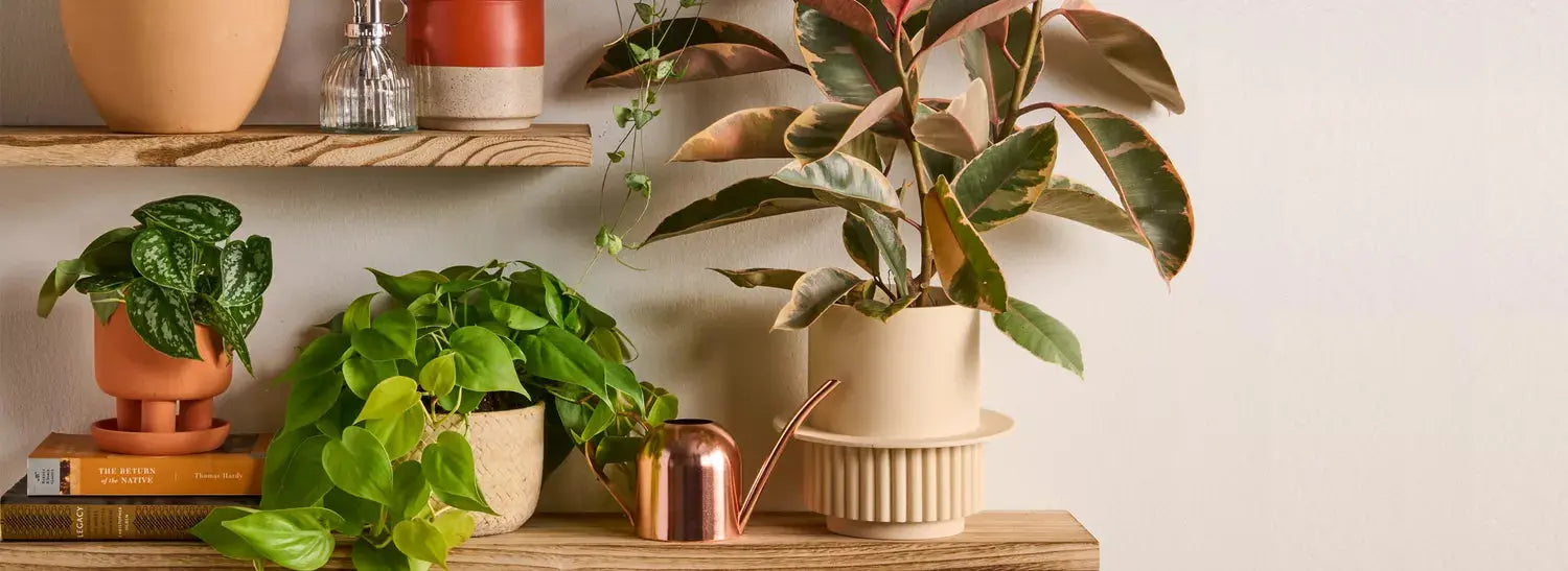 Houseplants-That-Change-Colour-With-the-Seasons Leaf Culture