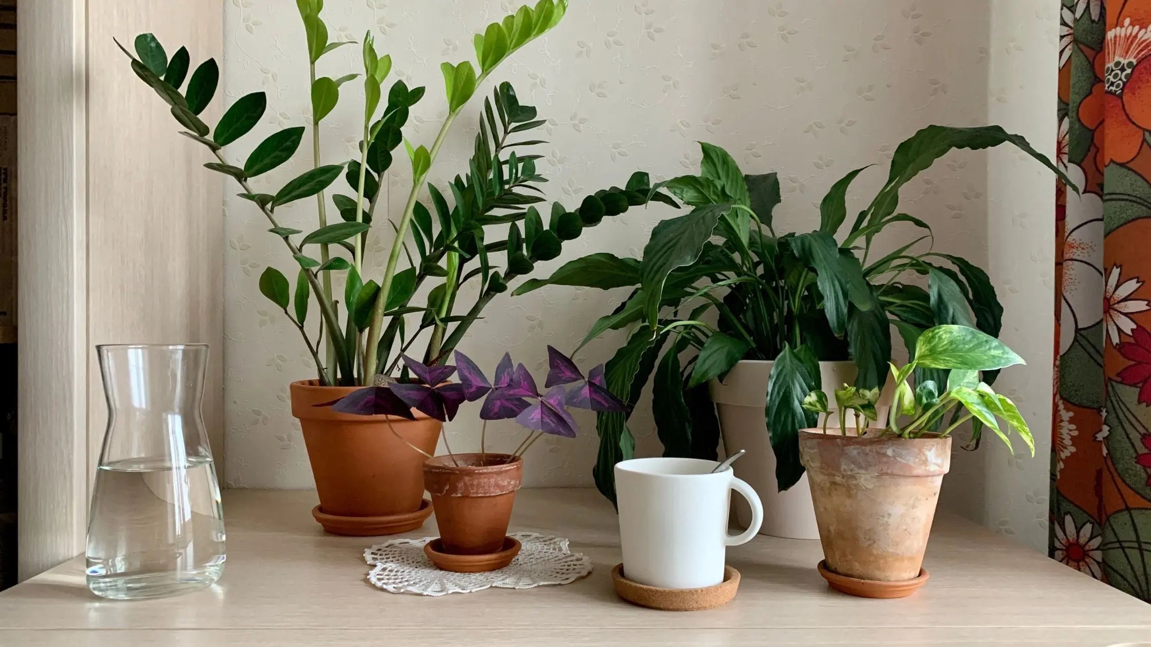 5-Houseplants-With-Great-Health-Benefits Leaf Culture